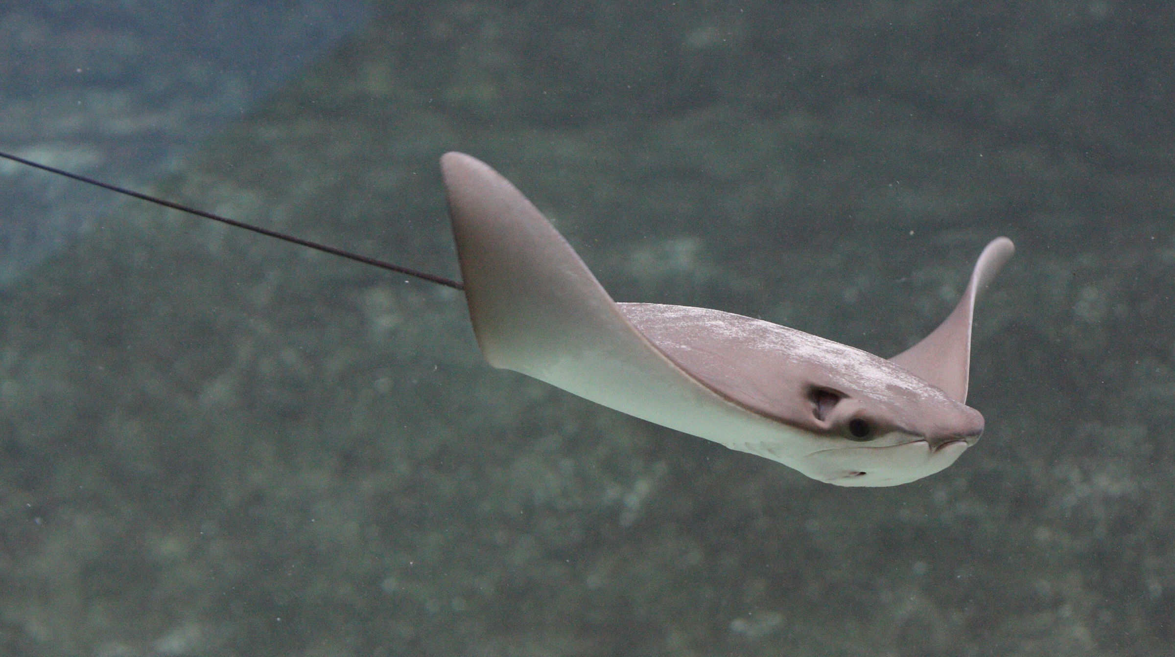 Afficher le média rhinoptera_bonasus3bd rhinoptera_bonasus3bd