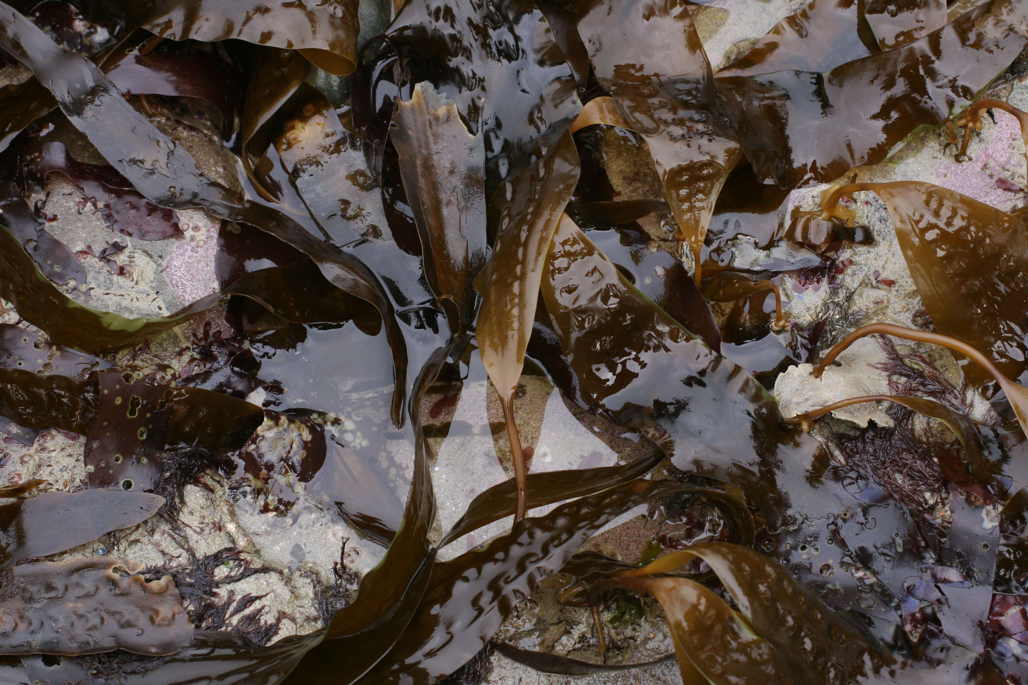 Afficher le média Saccharina_latissima Saccharina_latissima