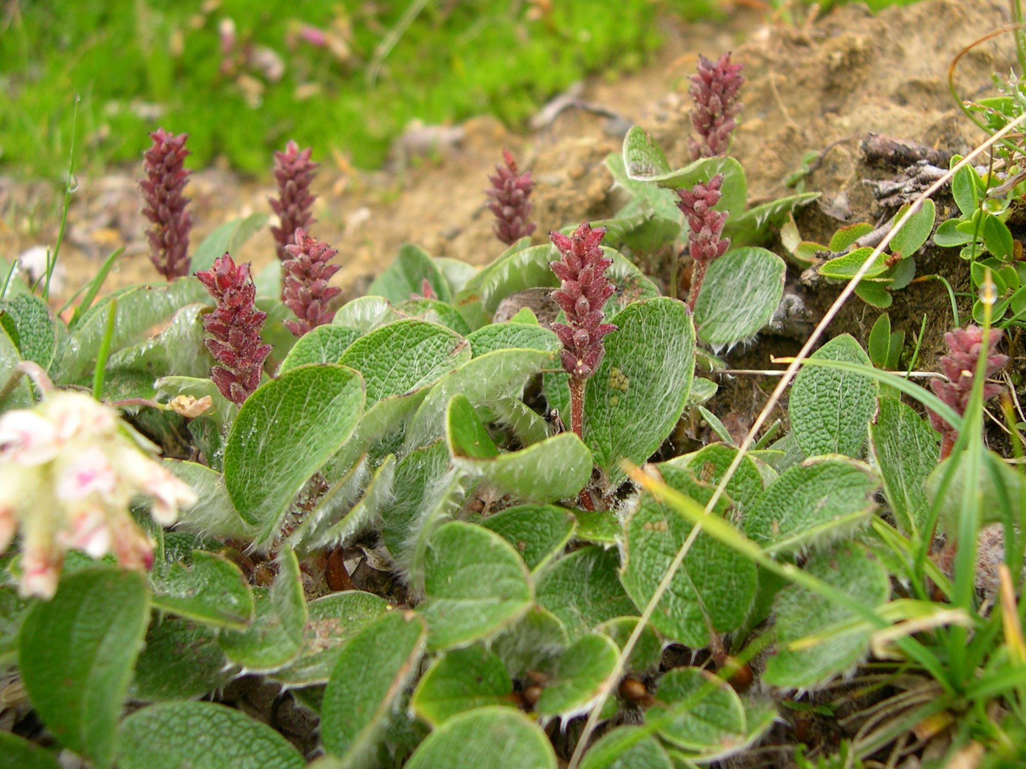Afficher le média salix_reticulata2md salix_reticulata2md
