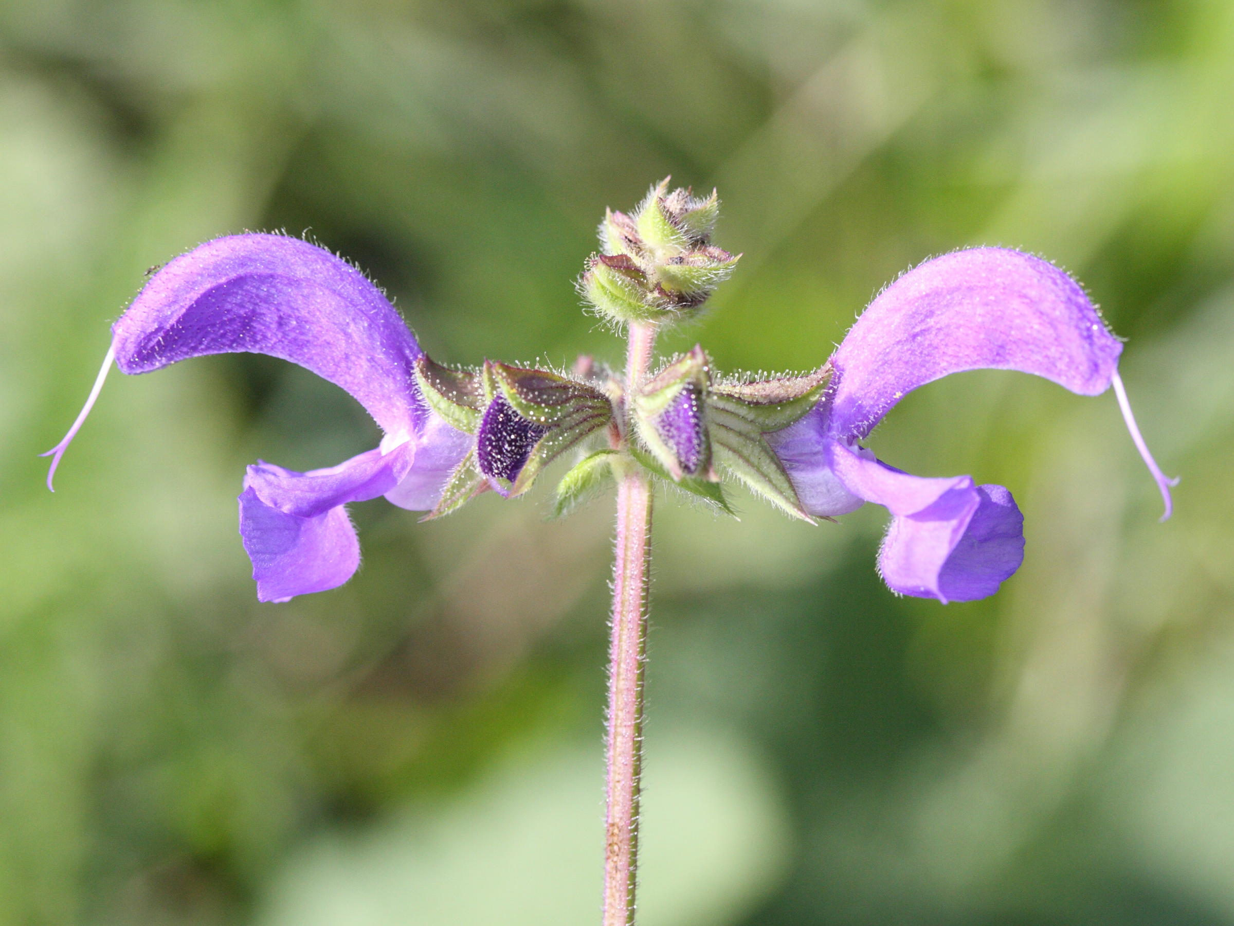 salvia_pratensis2md