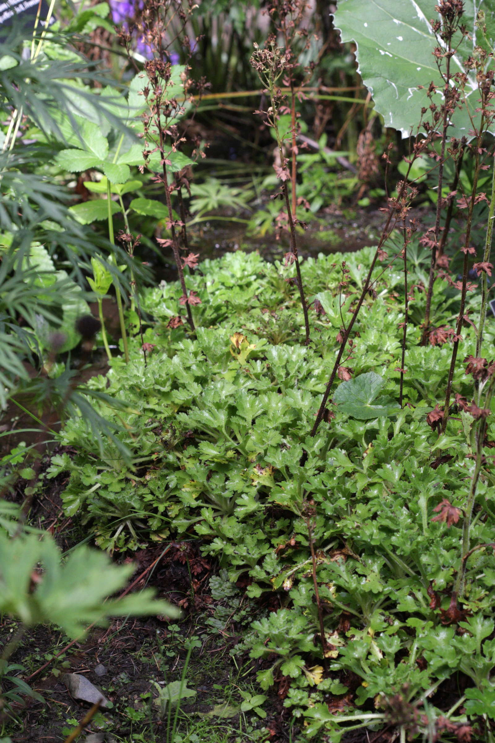 saxifraga_aquatica5bd