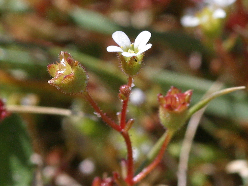 saxifraga_tridactylites1md