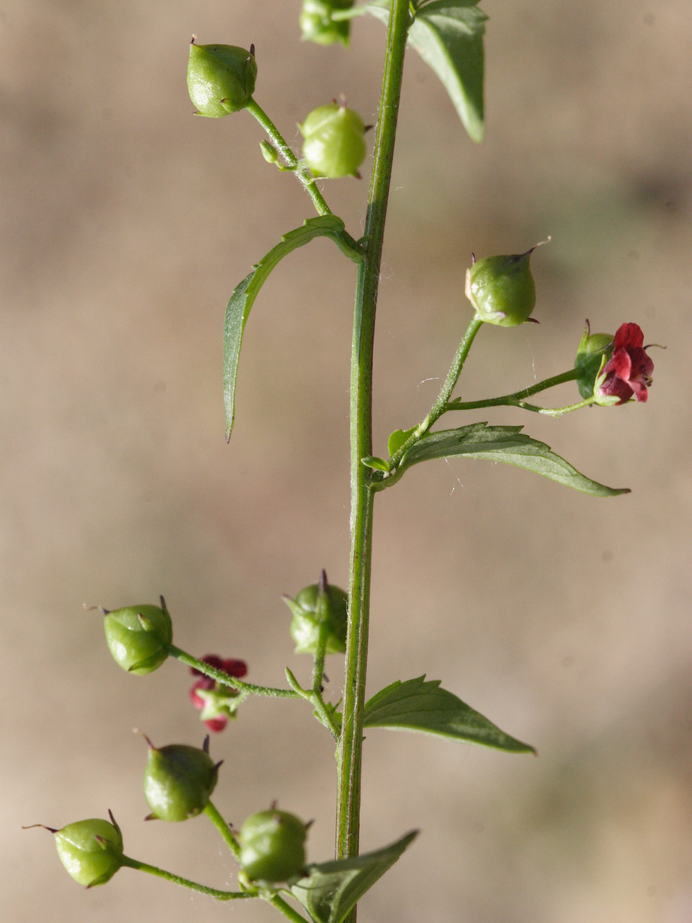 Scrophularia_peregrina