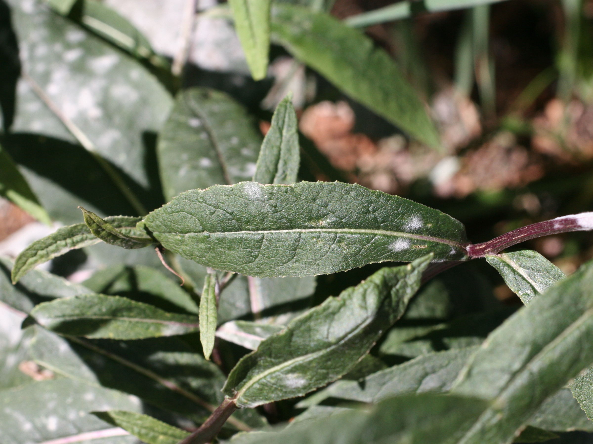 senecio_cacaliaster3md