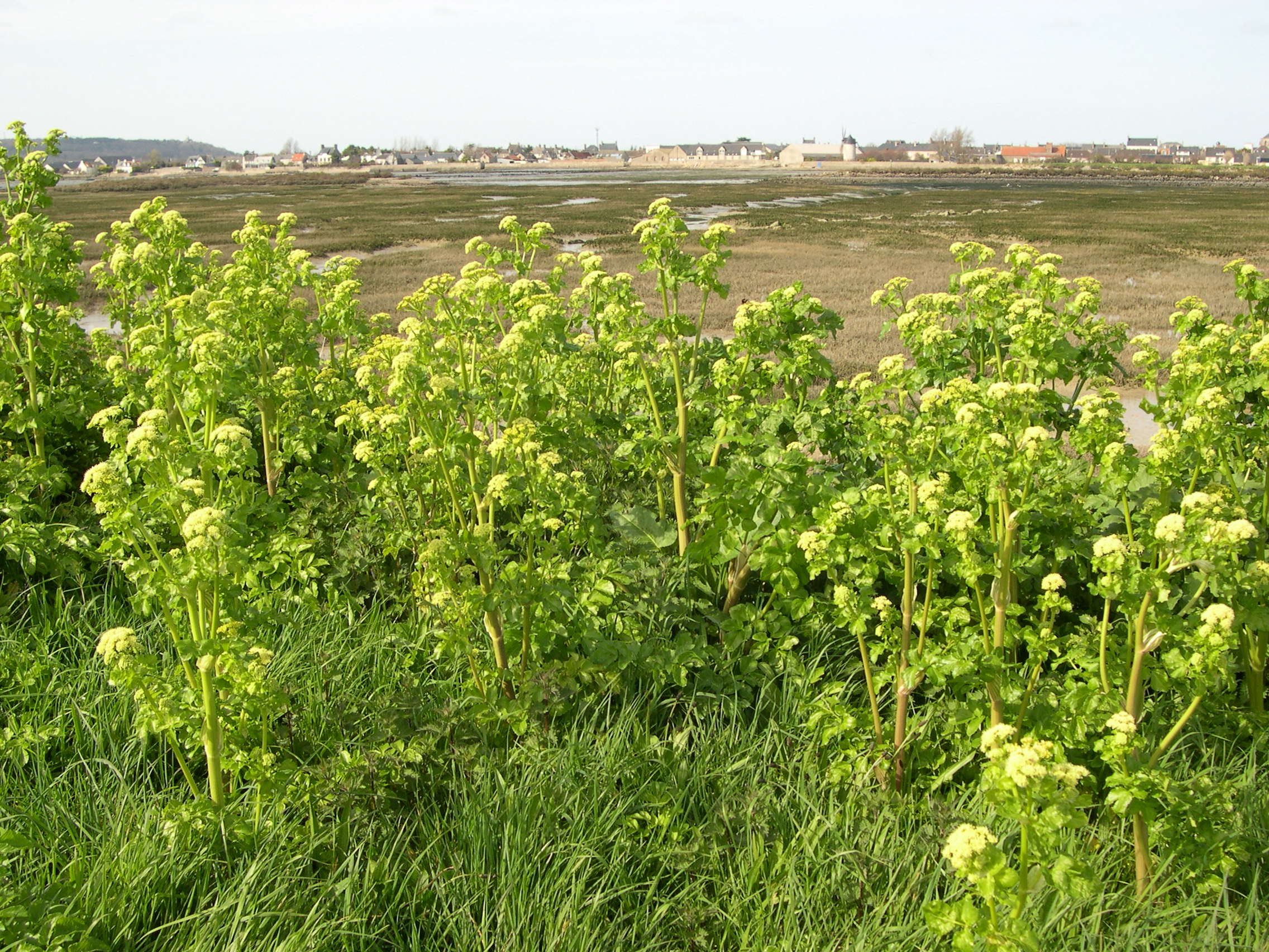 smyrnium_olusatrum1md