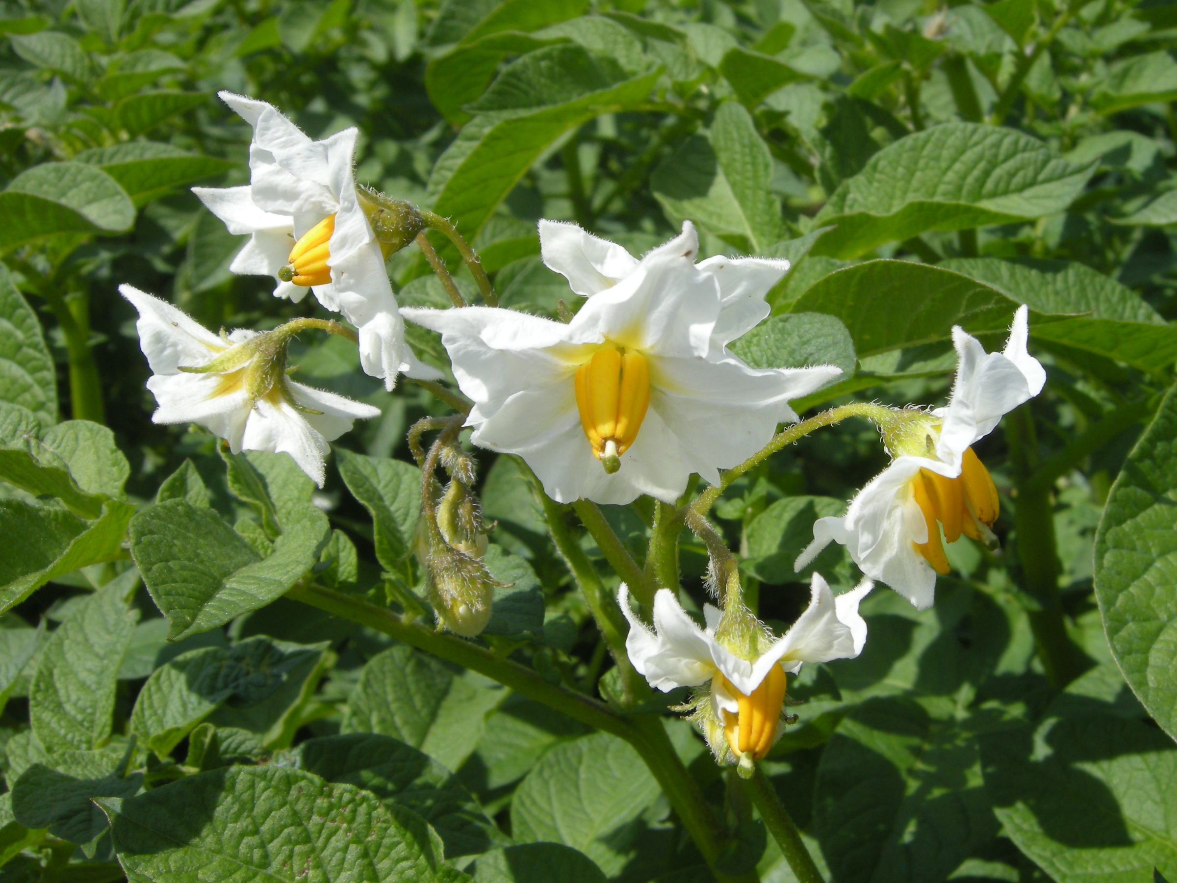 solanum_tuberosum3md
