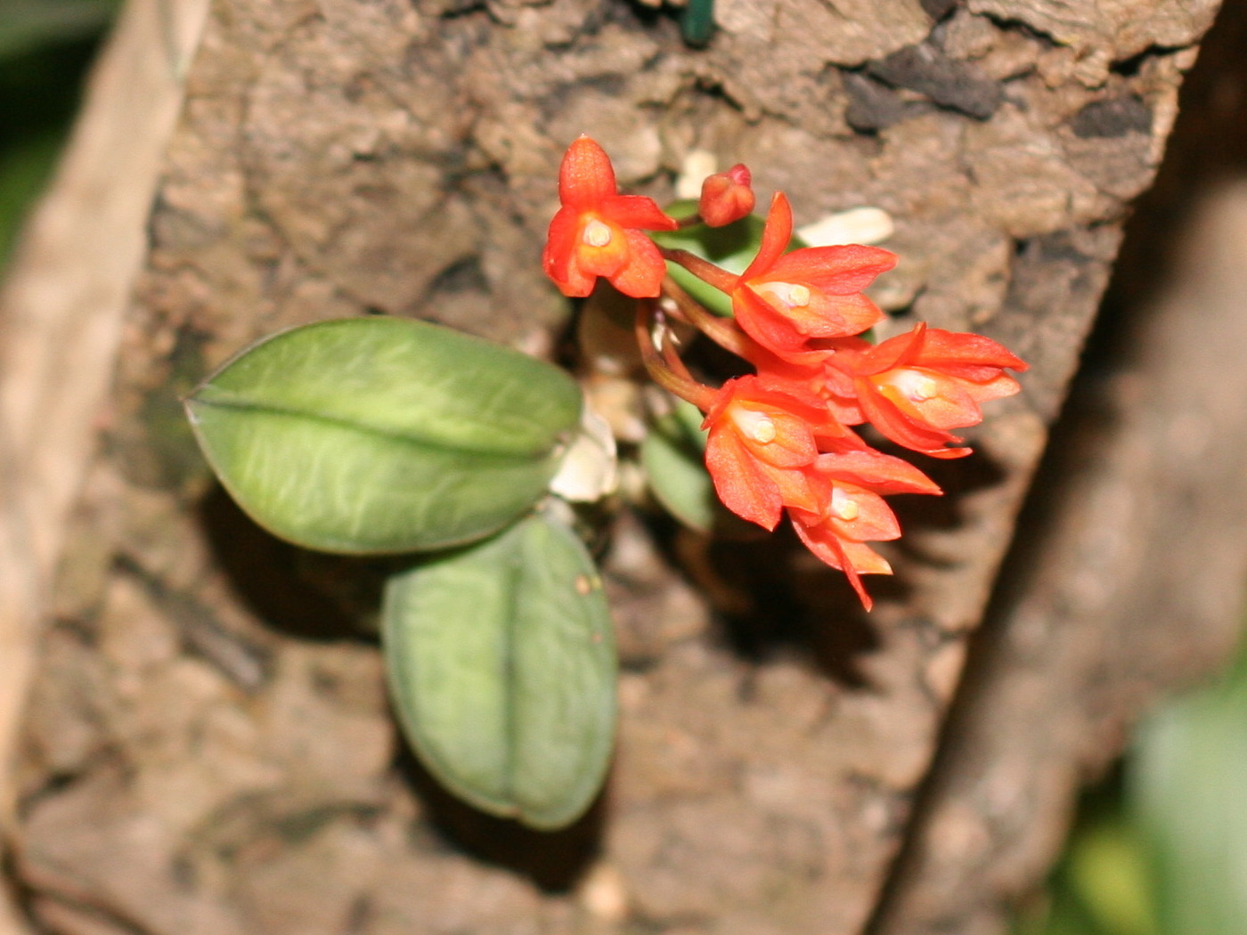 sophronitis_cernua1md