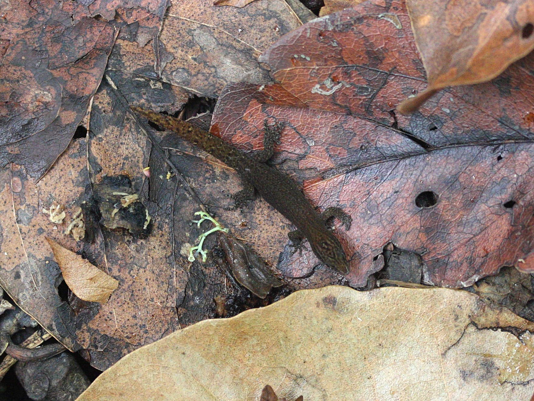 sphaerodactylus_fantasticus1md