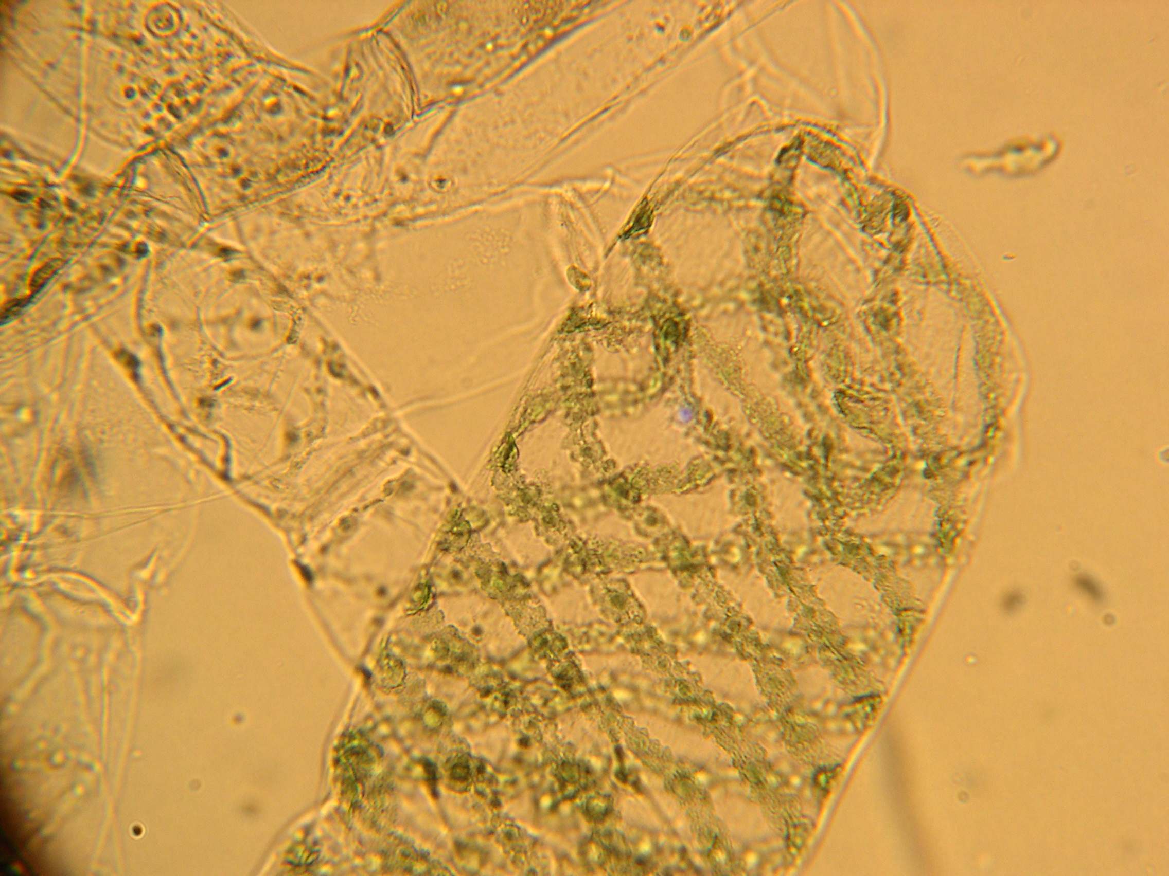 Spirogyra_sp