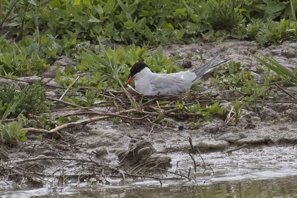sterne_pierregarin_-_sterna_hirundo7bd