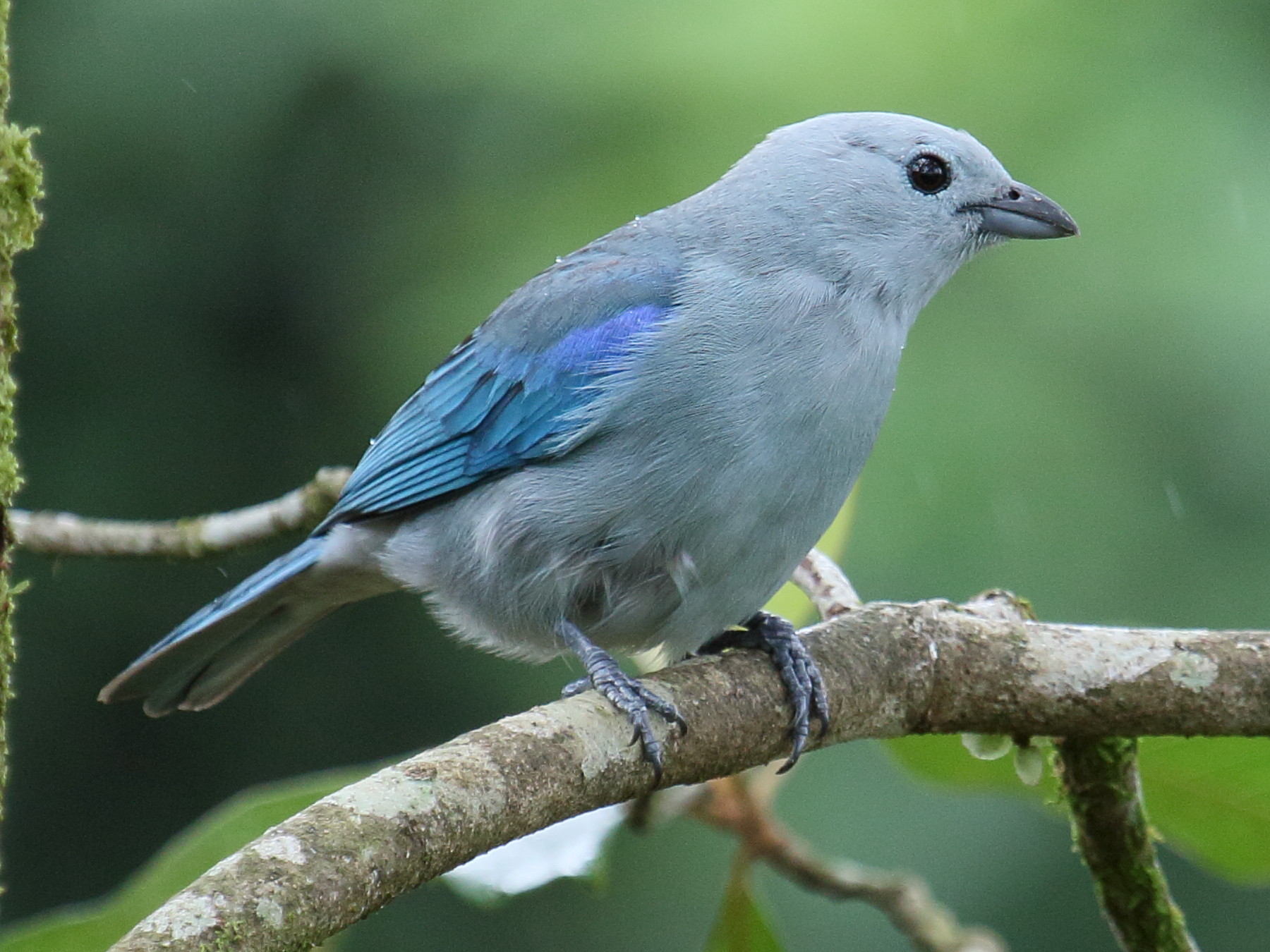 tangara_eveque_-_thraupis_episcopus1bd