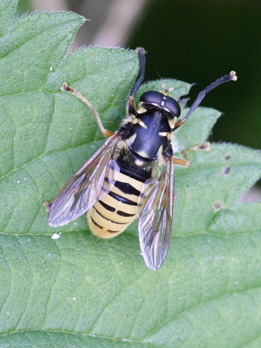 temnostoma_vespiforme3md