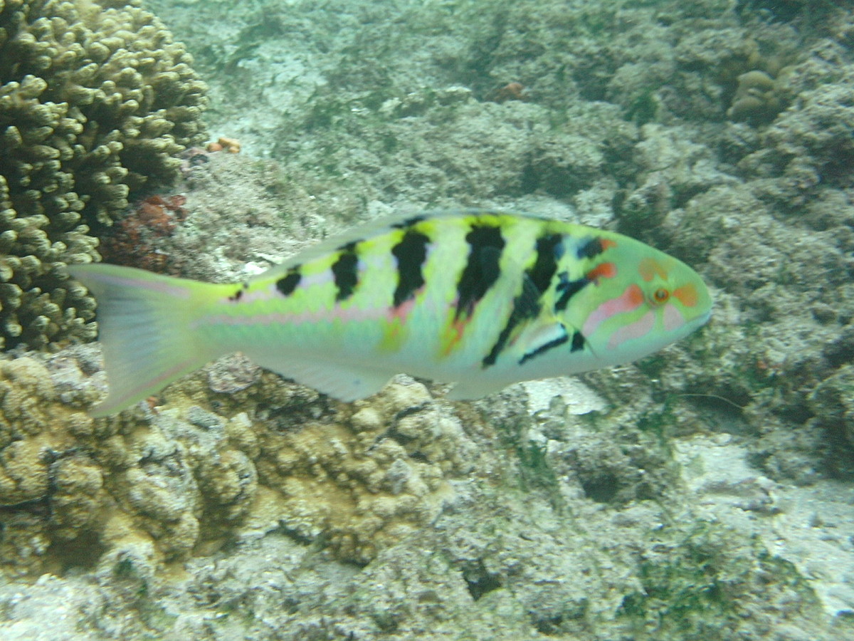 thalassoma_hardwicke1bd