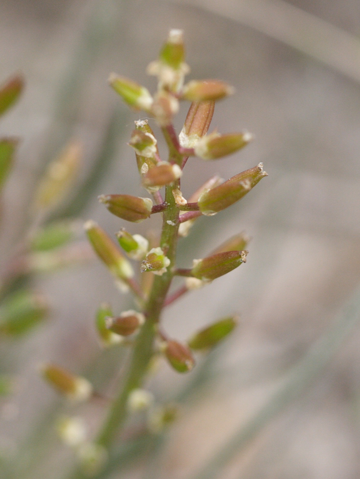 triglochin_bulbosum_barrelieri1md