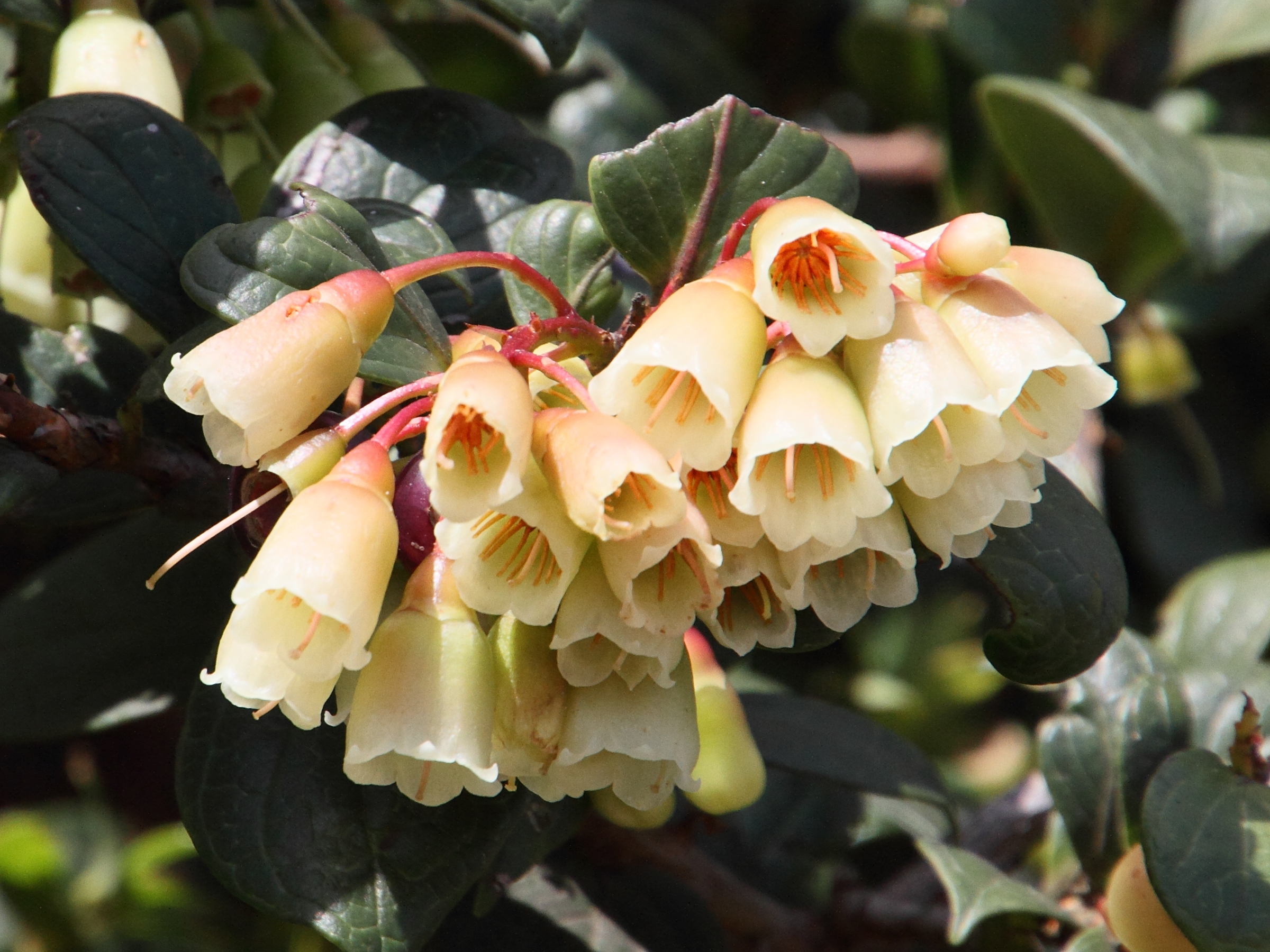 vaccinium_poasanum2md