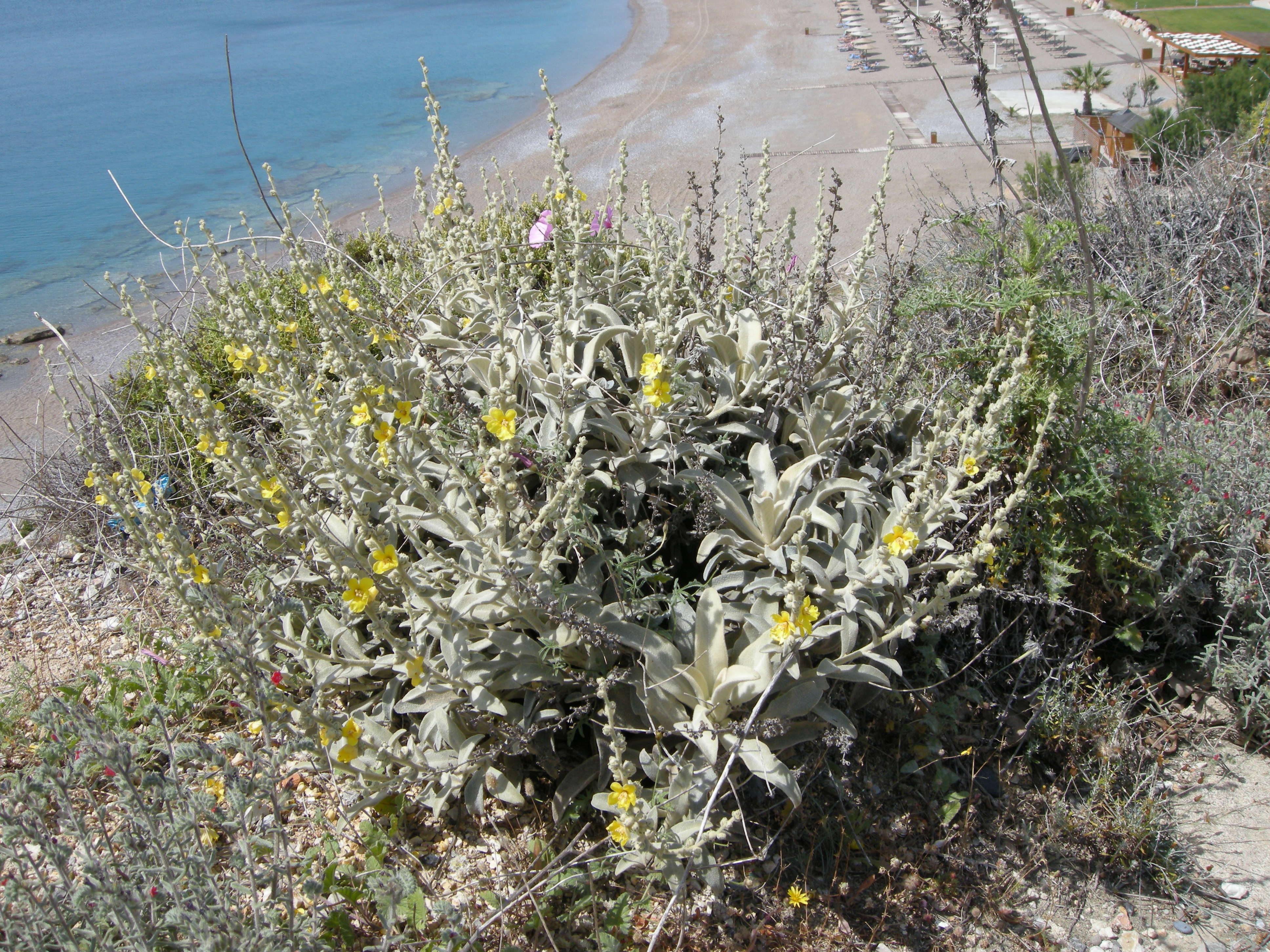 verbascum_syriacum1md