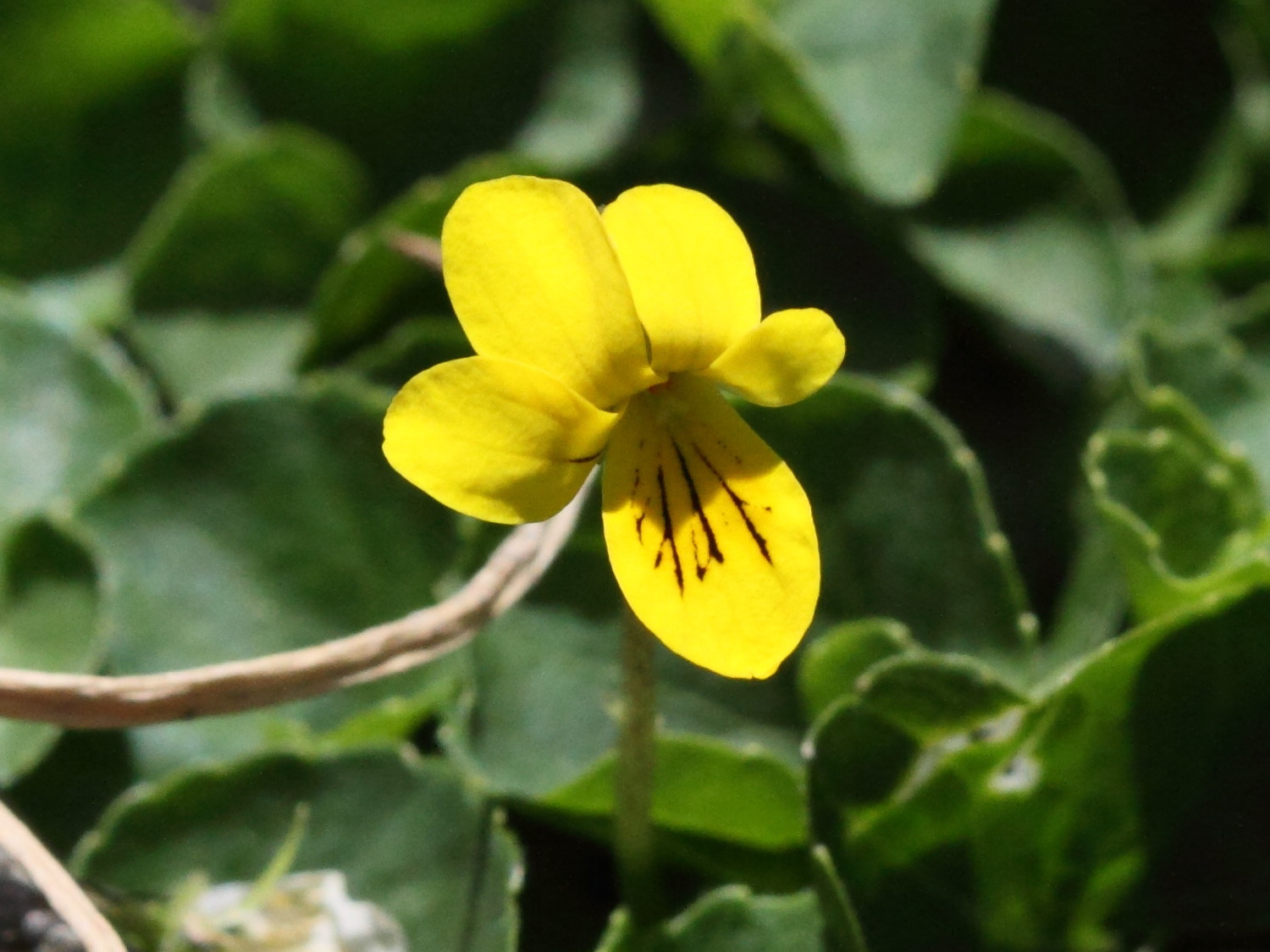 viola_biflora2bd