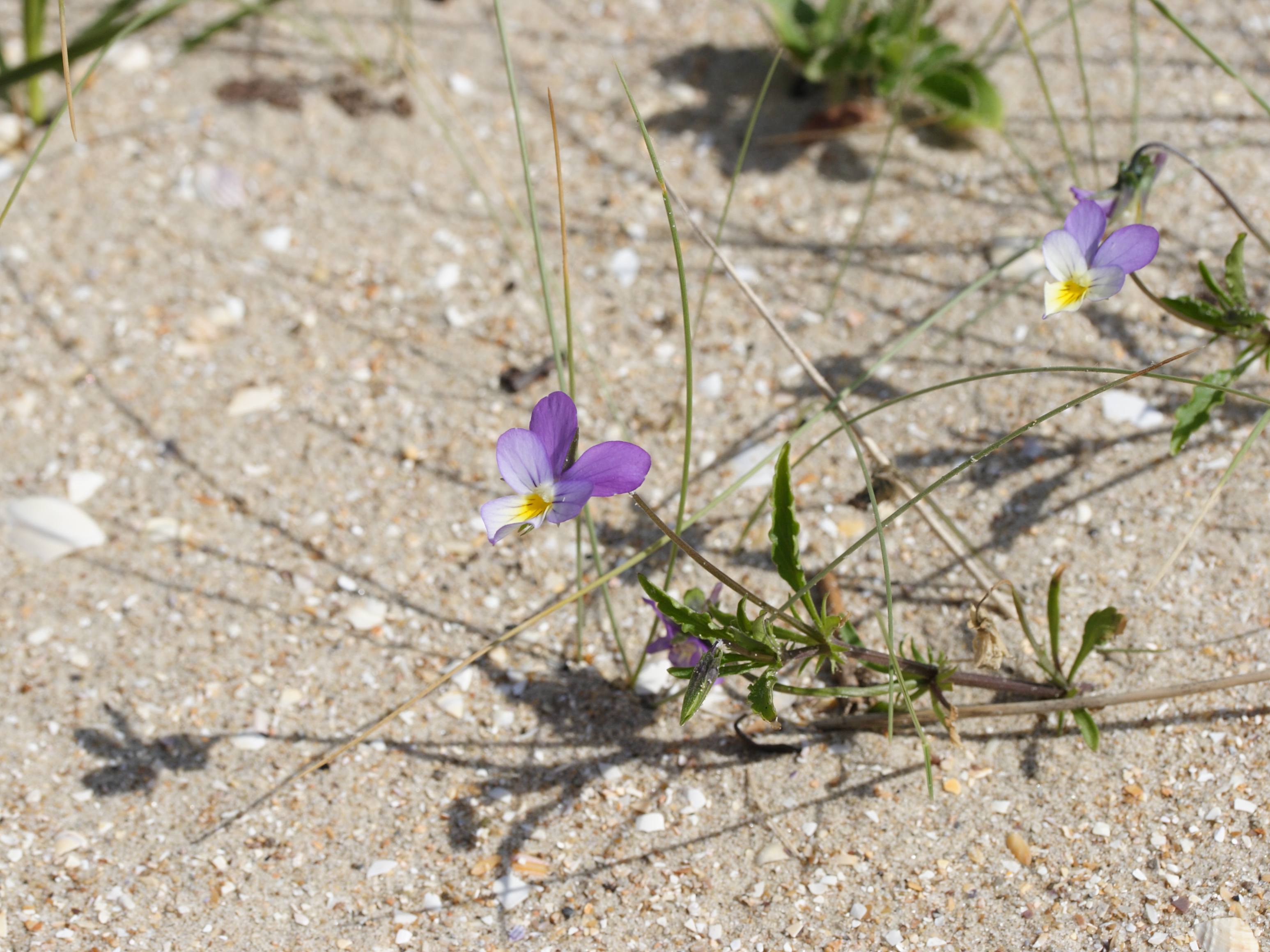 Viola_saxatilis ssp. curtisii