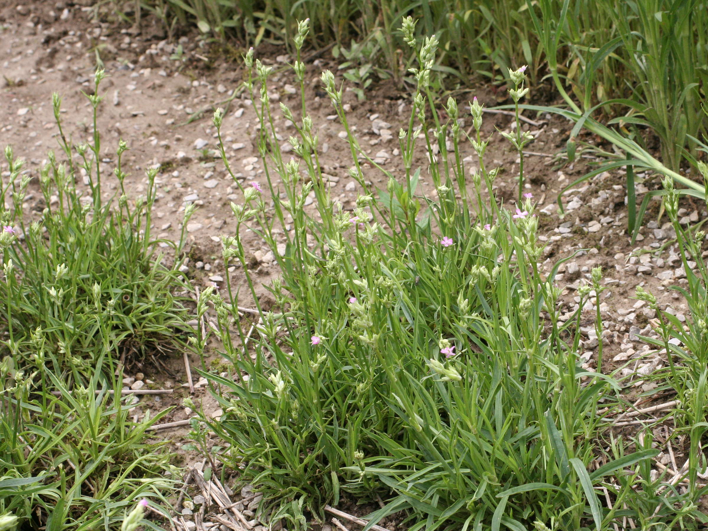 Afficher le média viscaria_vulgaris1md viscaria_vulgaris1md