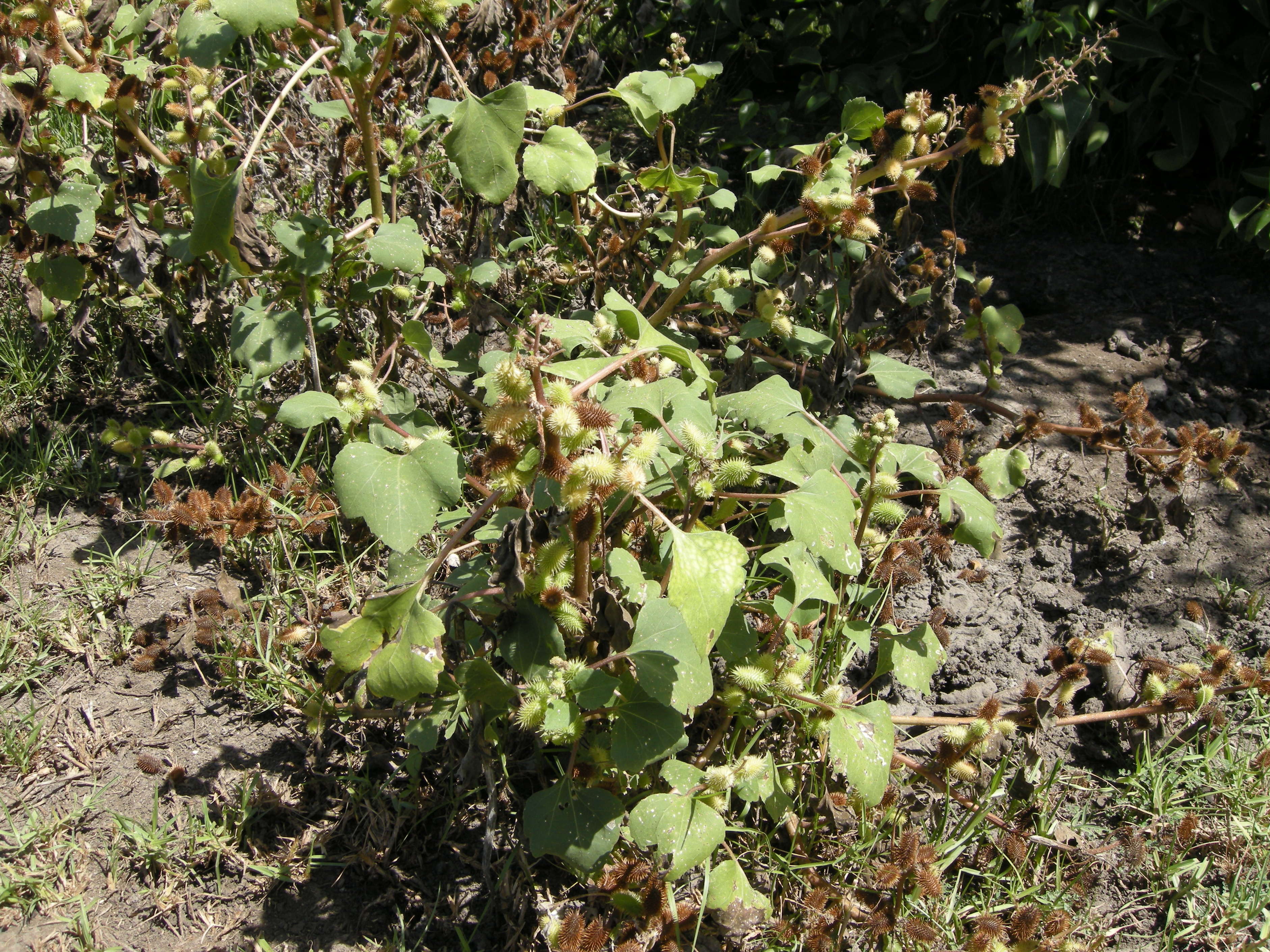 xanthium_strumarium1bmd