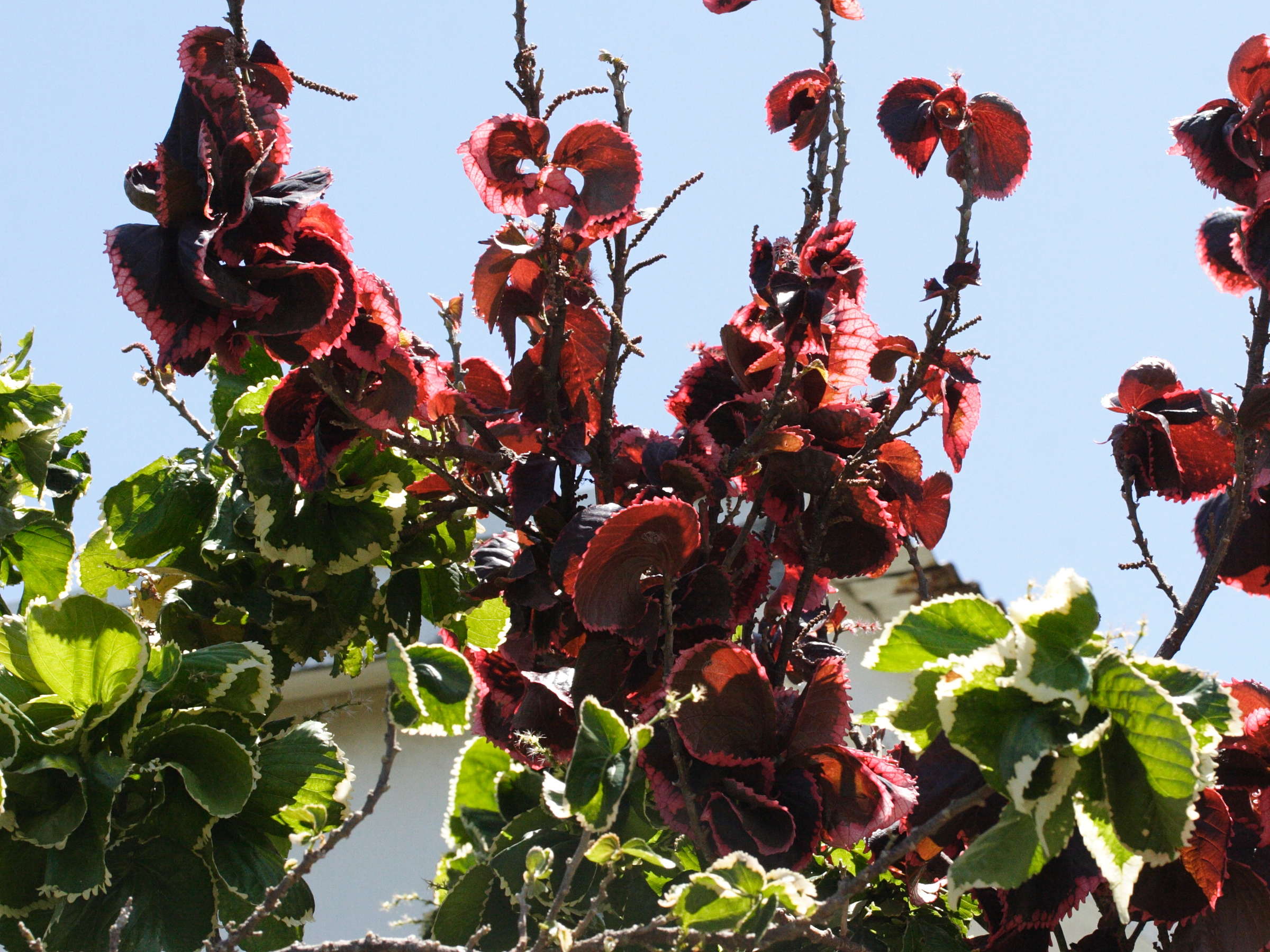 acalypha_wilkesiana4md