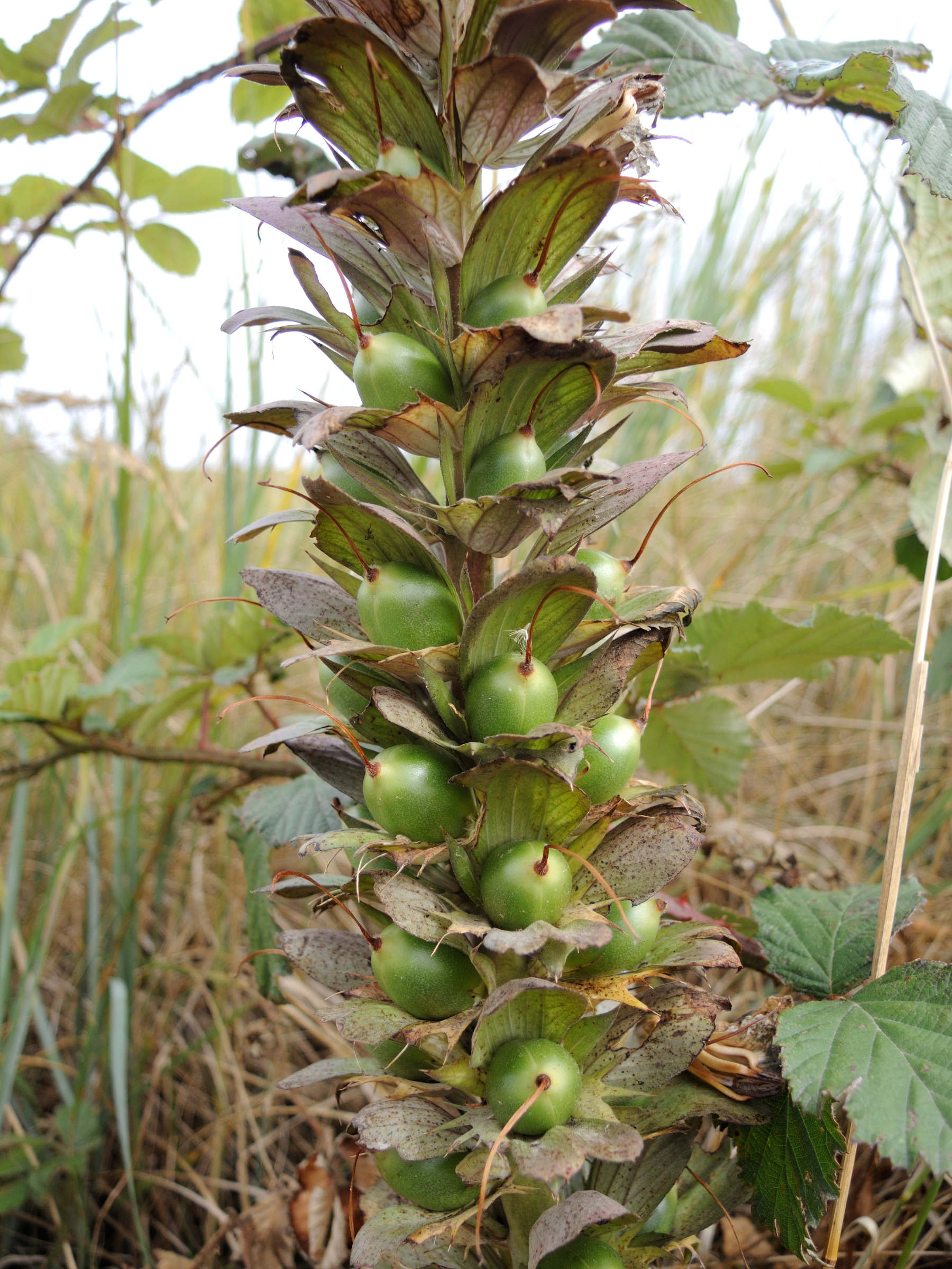 acanthus_mollis7md
