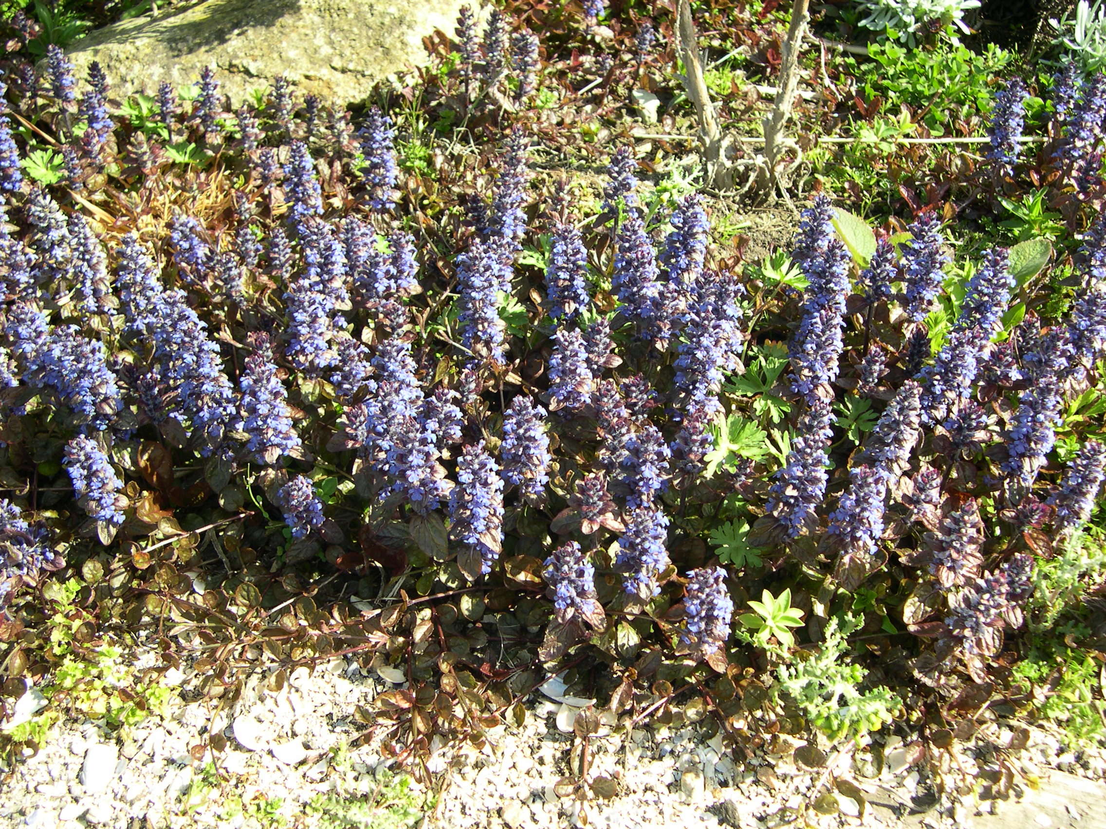 ajuga_reptans3md