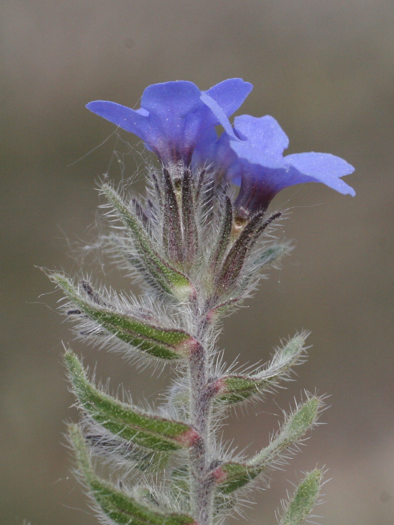 alkanna_tinctoria3md