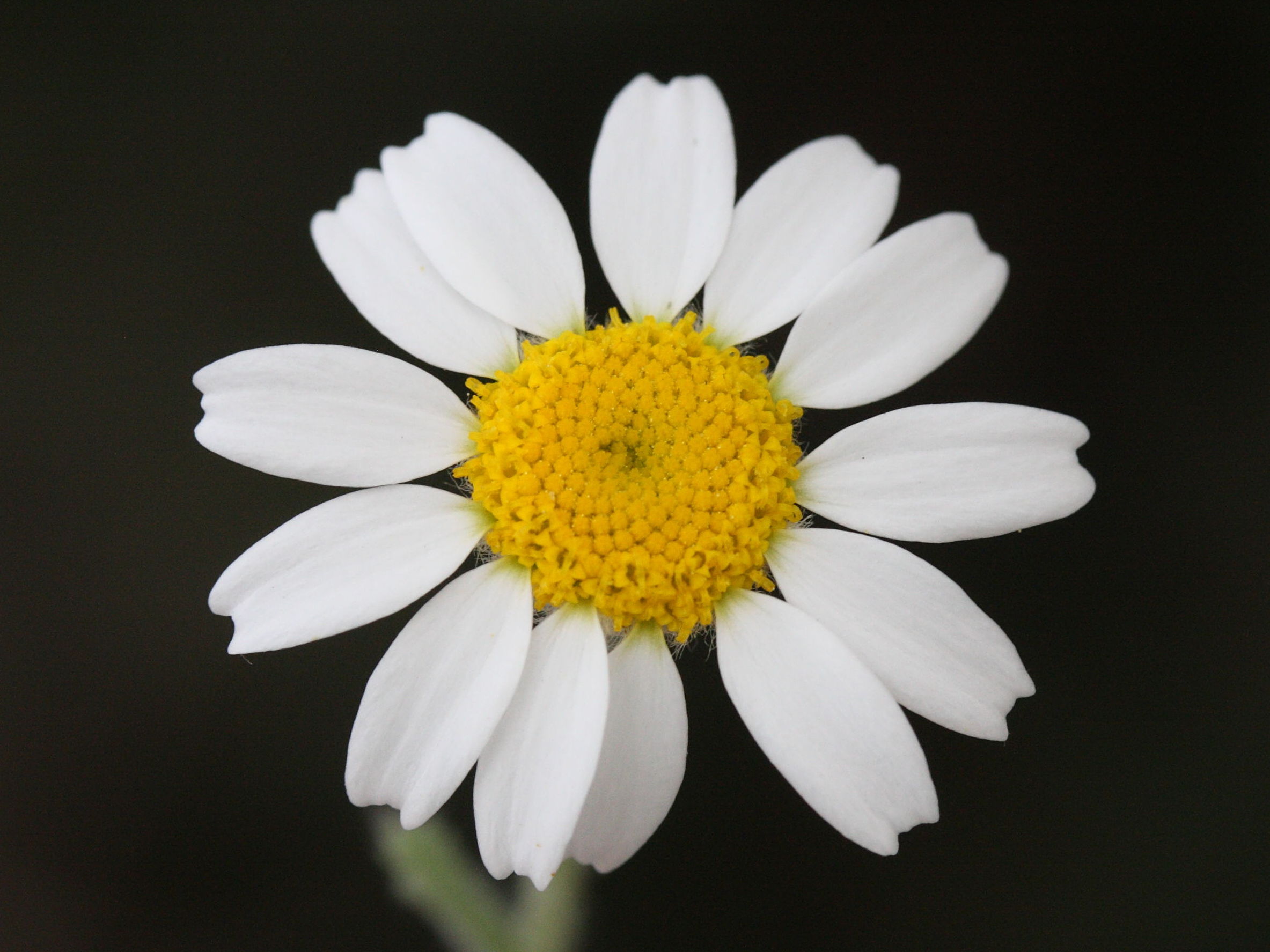 Afficher le média anthemis_tomentosa3md anthemis_tomentosa3md