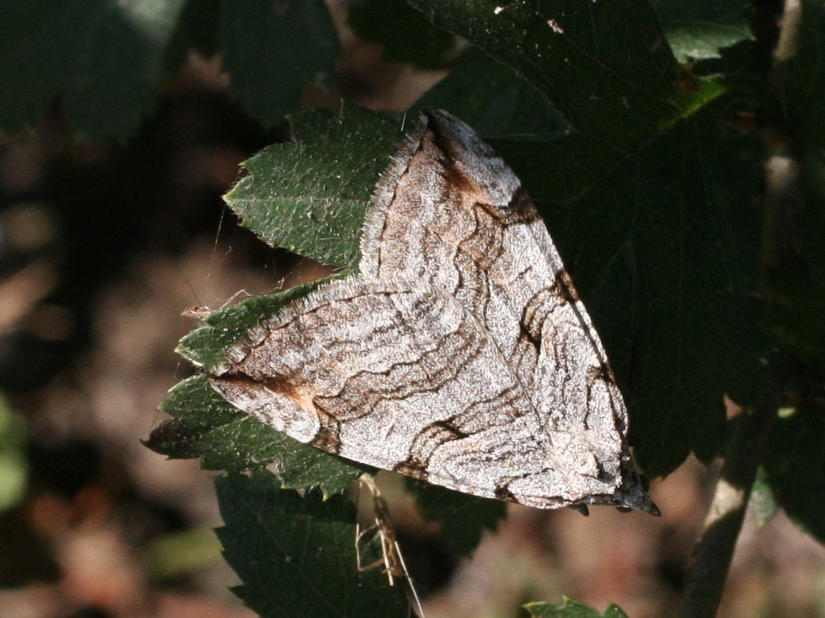 aplocera_plagiata3md