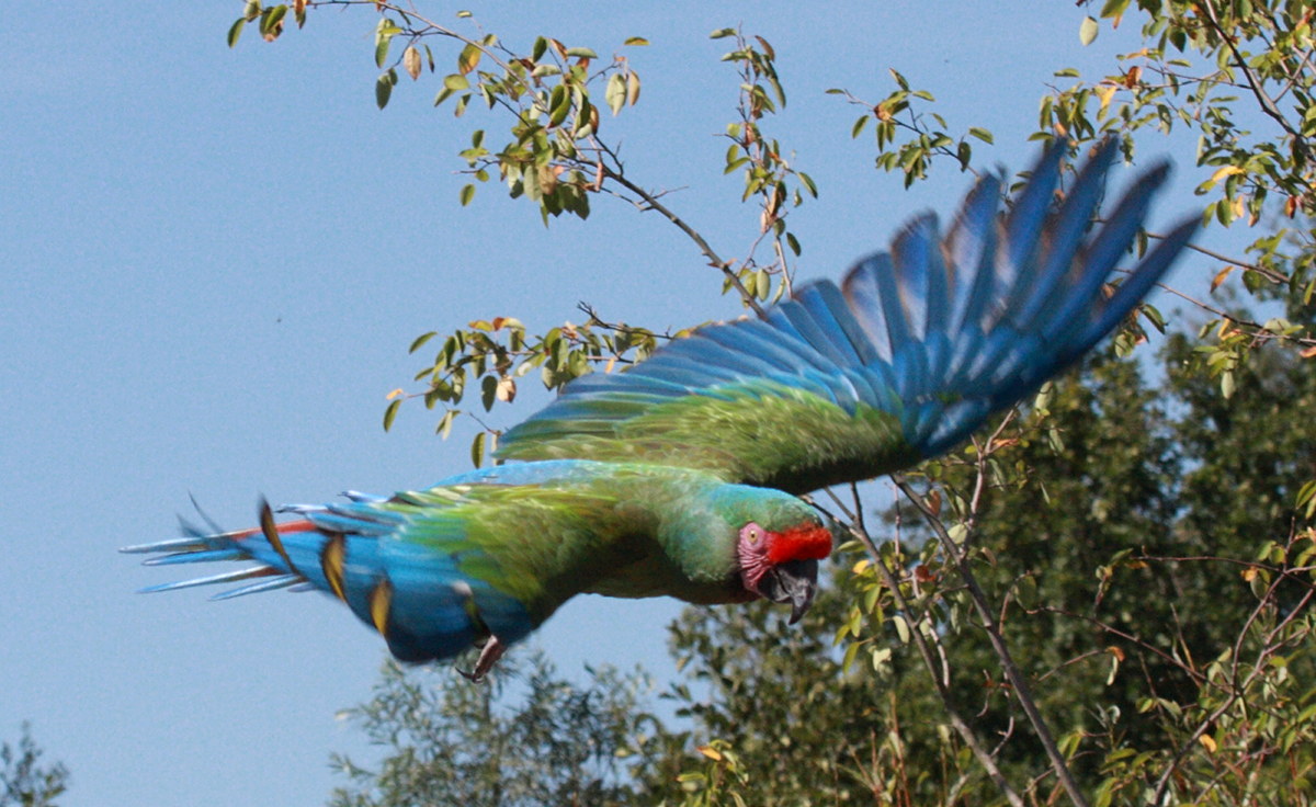 ara_militaire_-_ara_militaris3bd