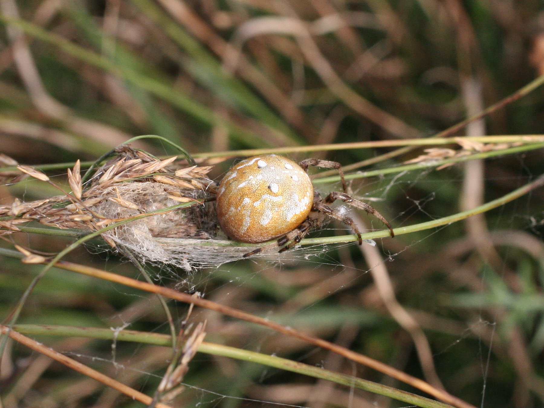 araneus_quadratus1md