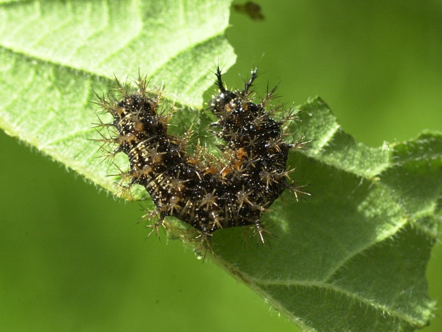 araschnia_levana_ch1md