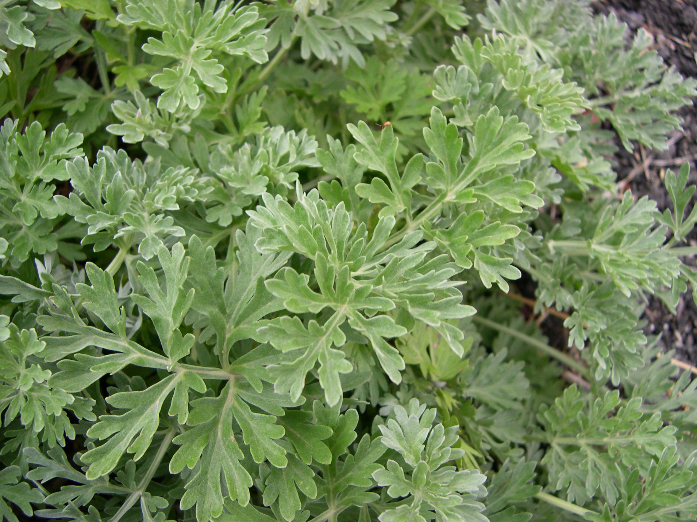 artemisia_absinthium3bmd