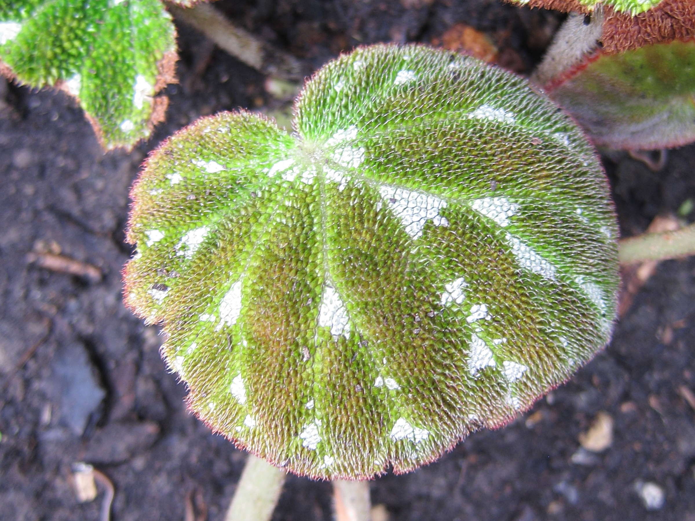 begonia_pustulata2bd