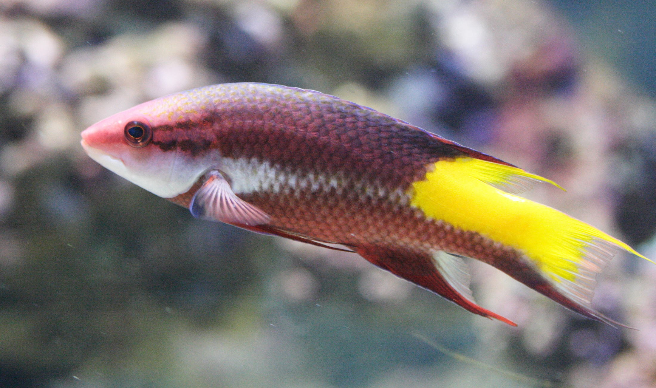 bodianus_pulchellus3md