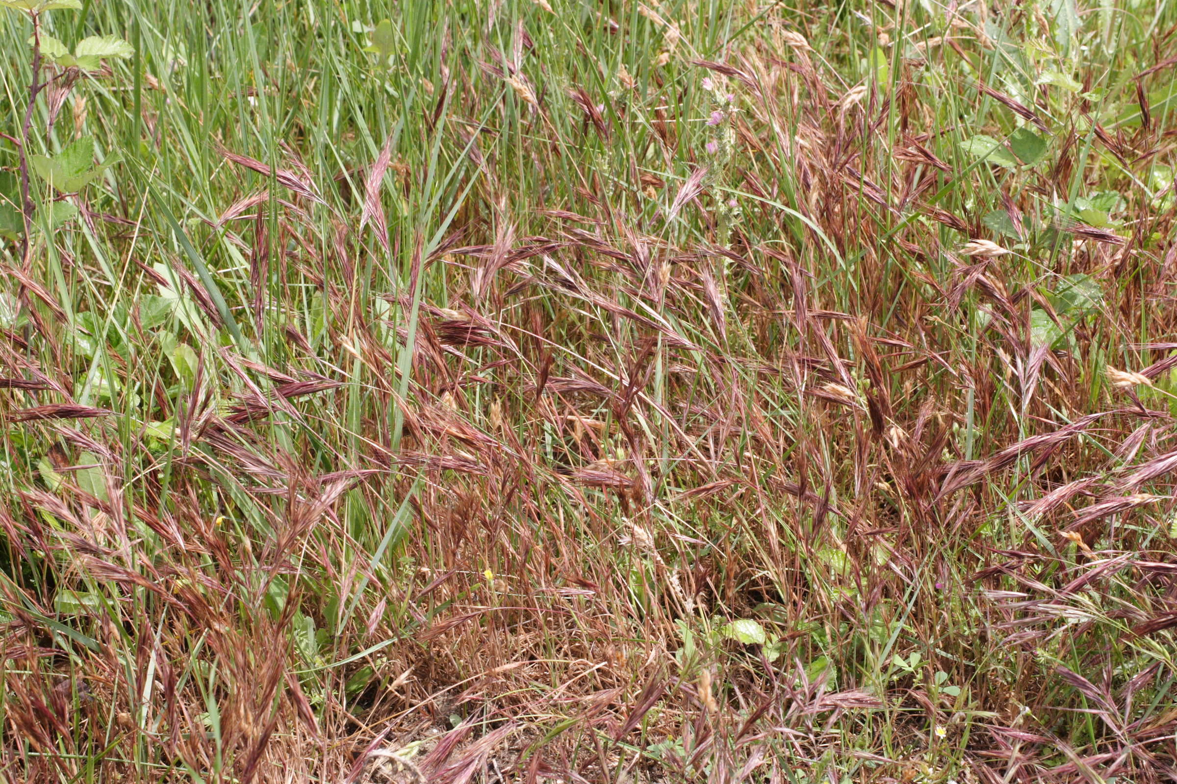 bromus_madritensis1md