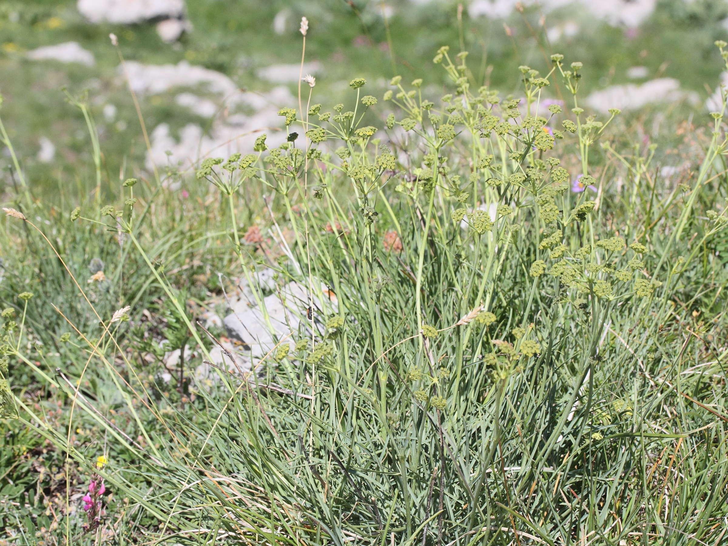 bupleurum_petraeum1md