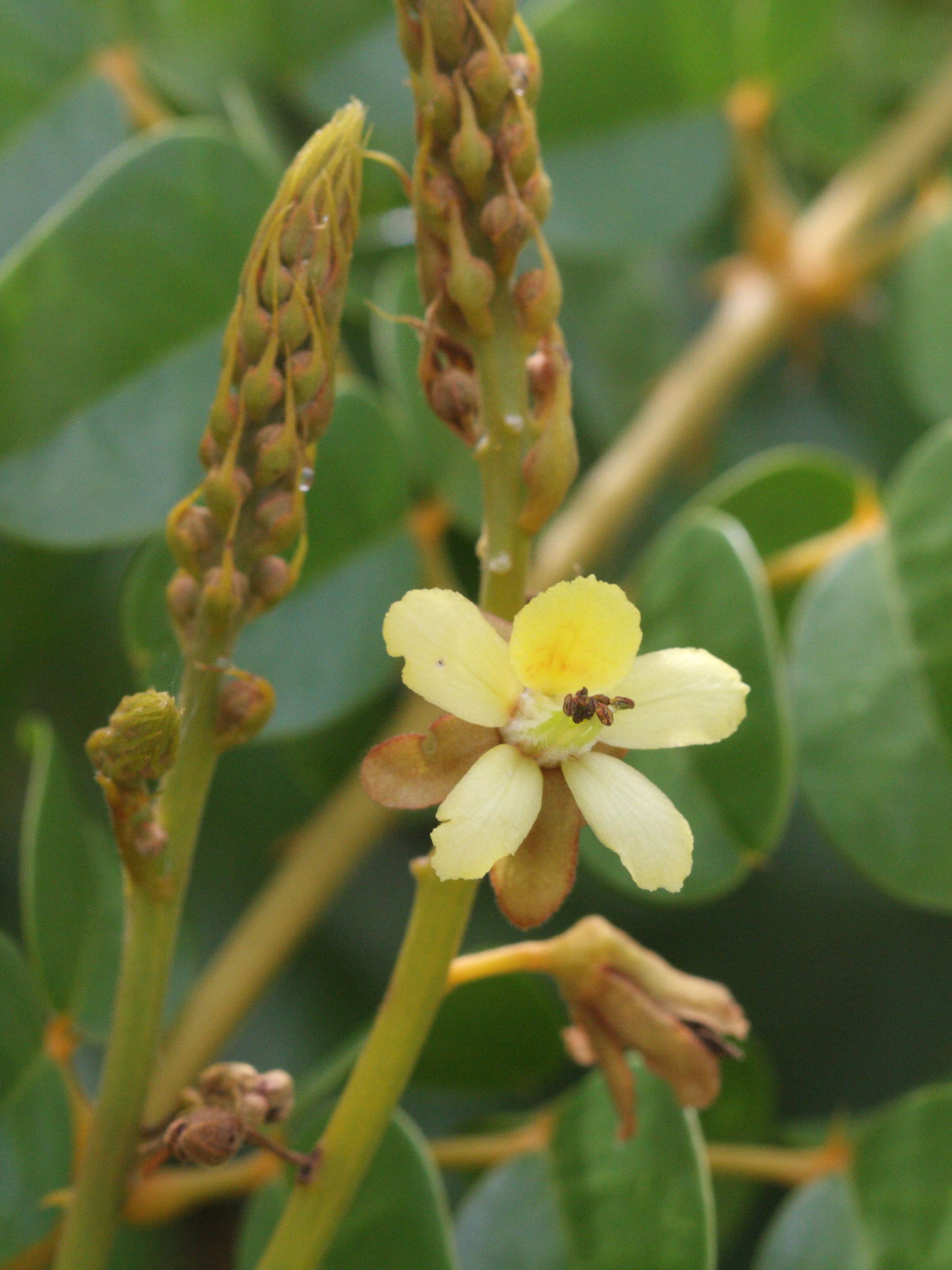 caesalpinia_ciliata6md