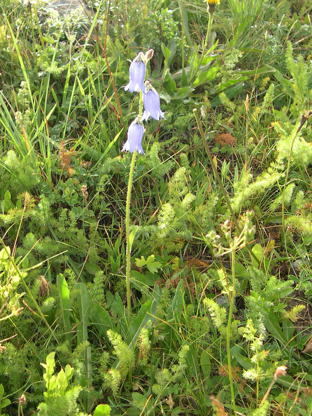 Afficher le média campanula_barbata1md campanula_barbata1md