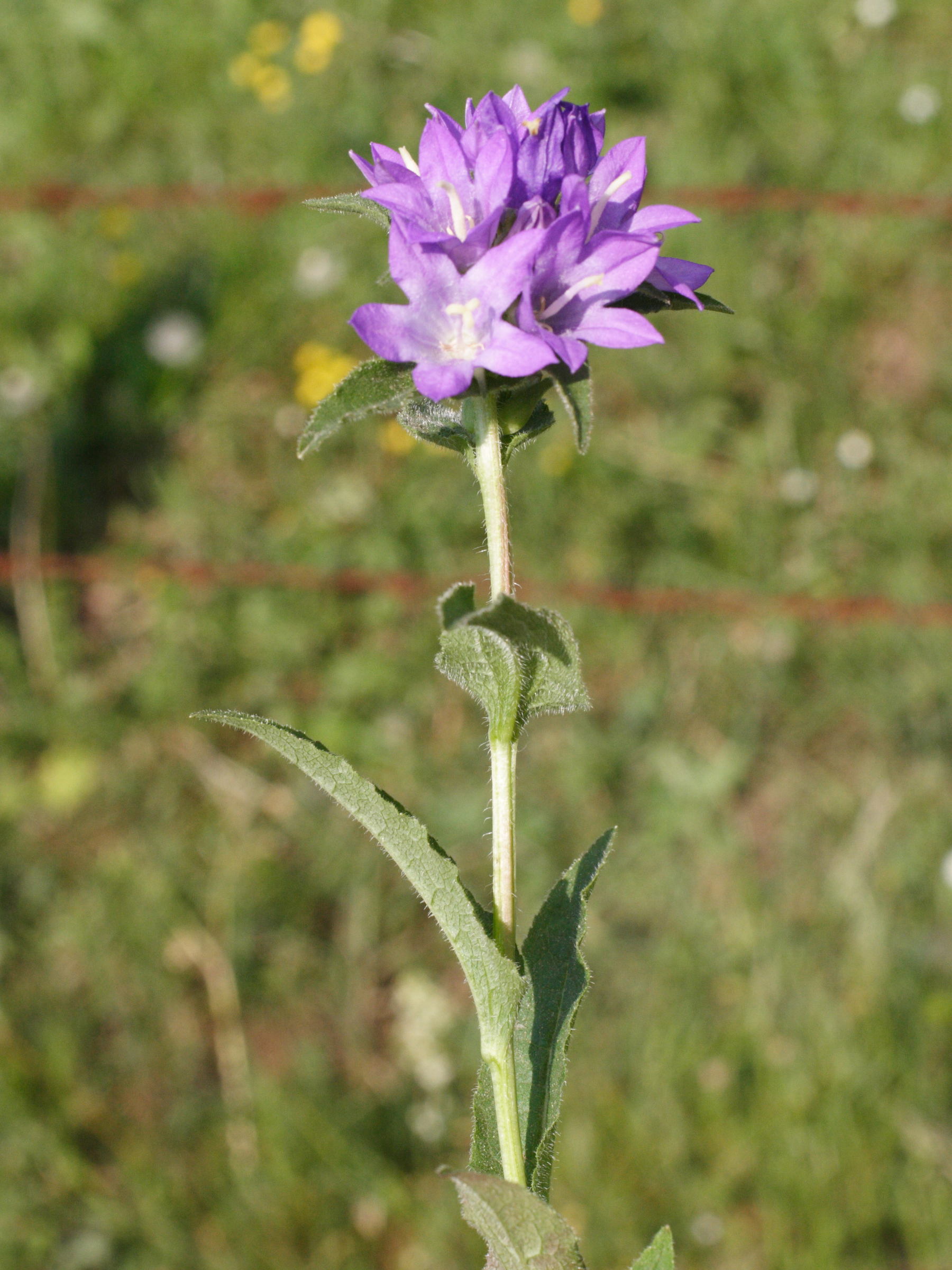 Afficher le média campanula_glomerata1md campanula_glomerata1md