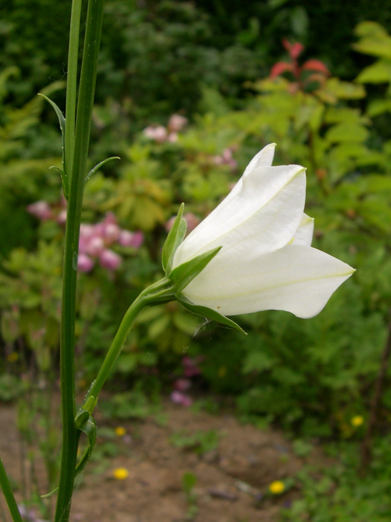 Afficher le média campanula_persicifolia4md campanula_persicifolia4md