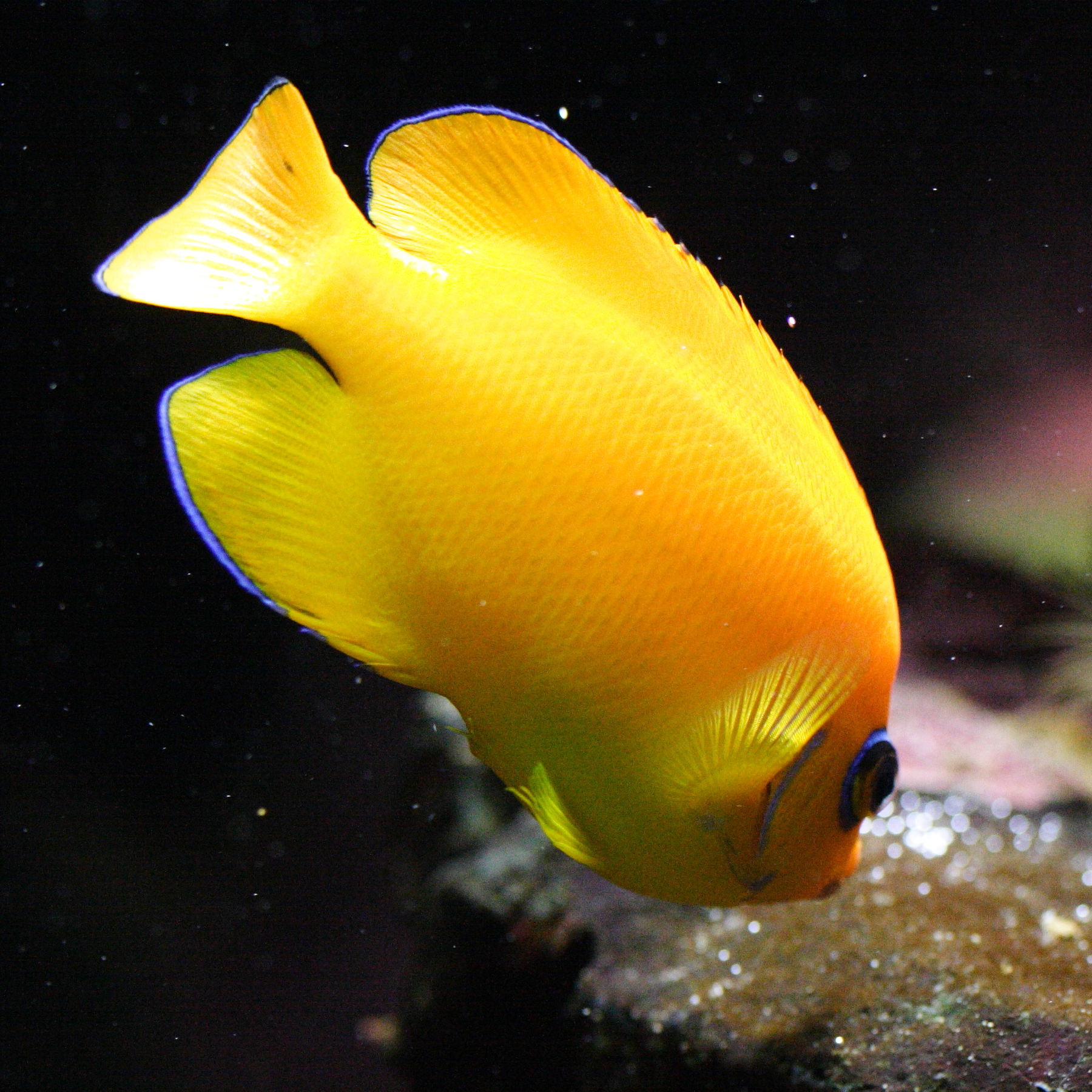 Afficher le média centropyge_flavissimus1md centropyge_flavissimus1md