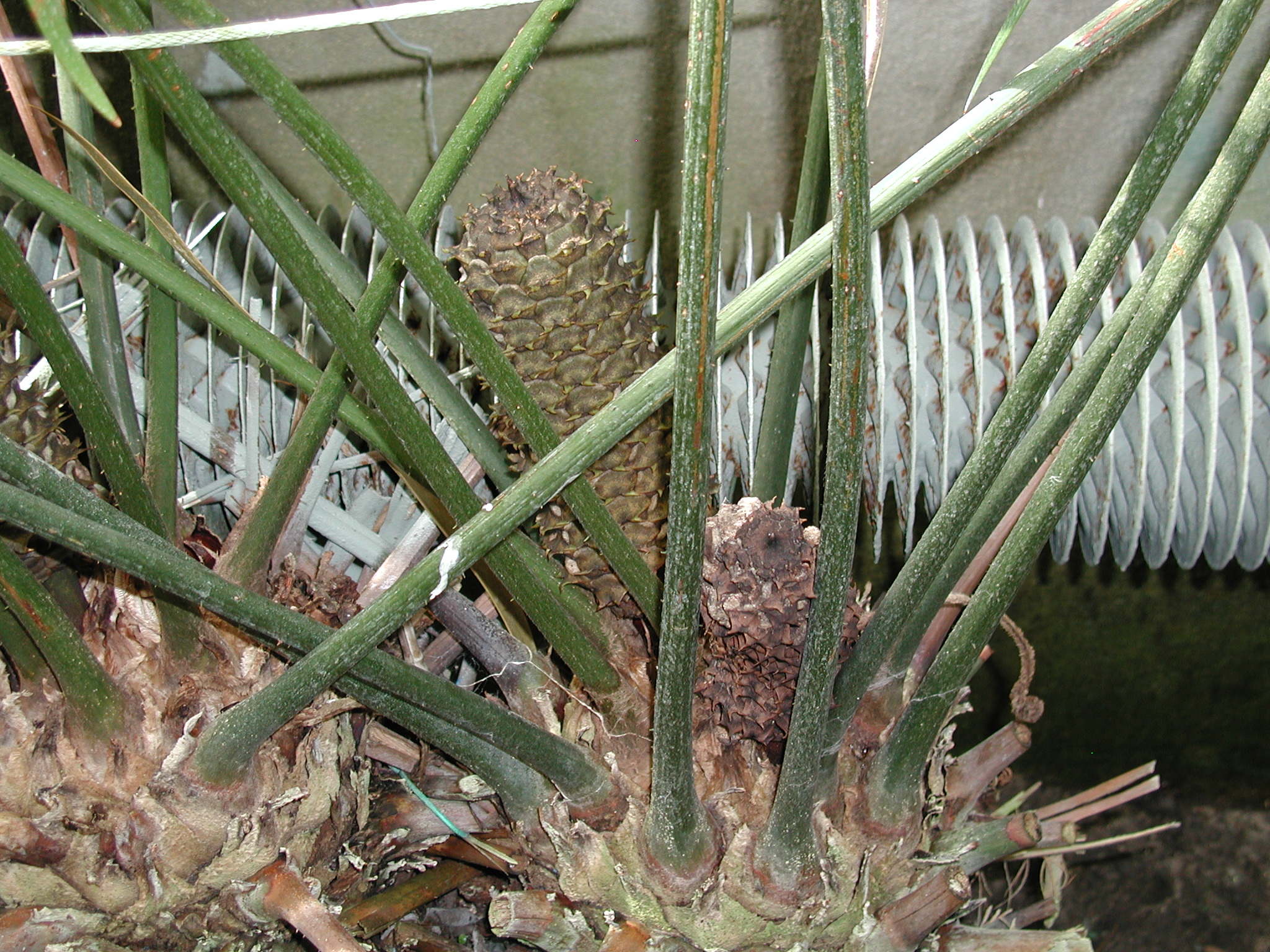 ceratozamia_mexicana2md