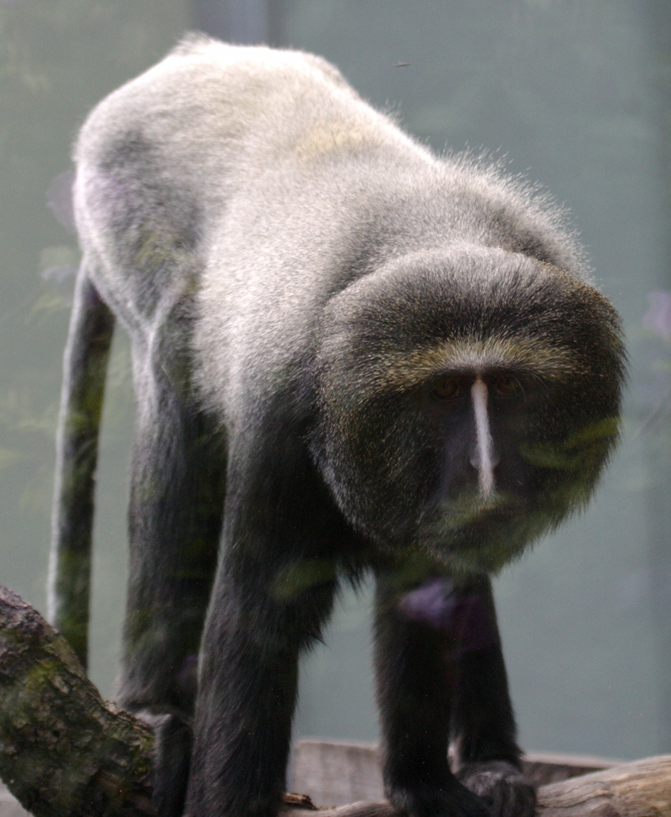 cercopithecus_hamlyni2bd