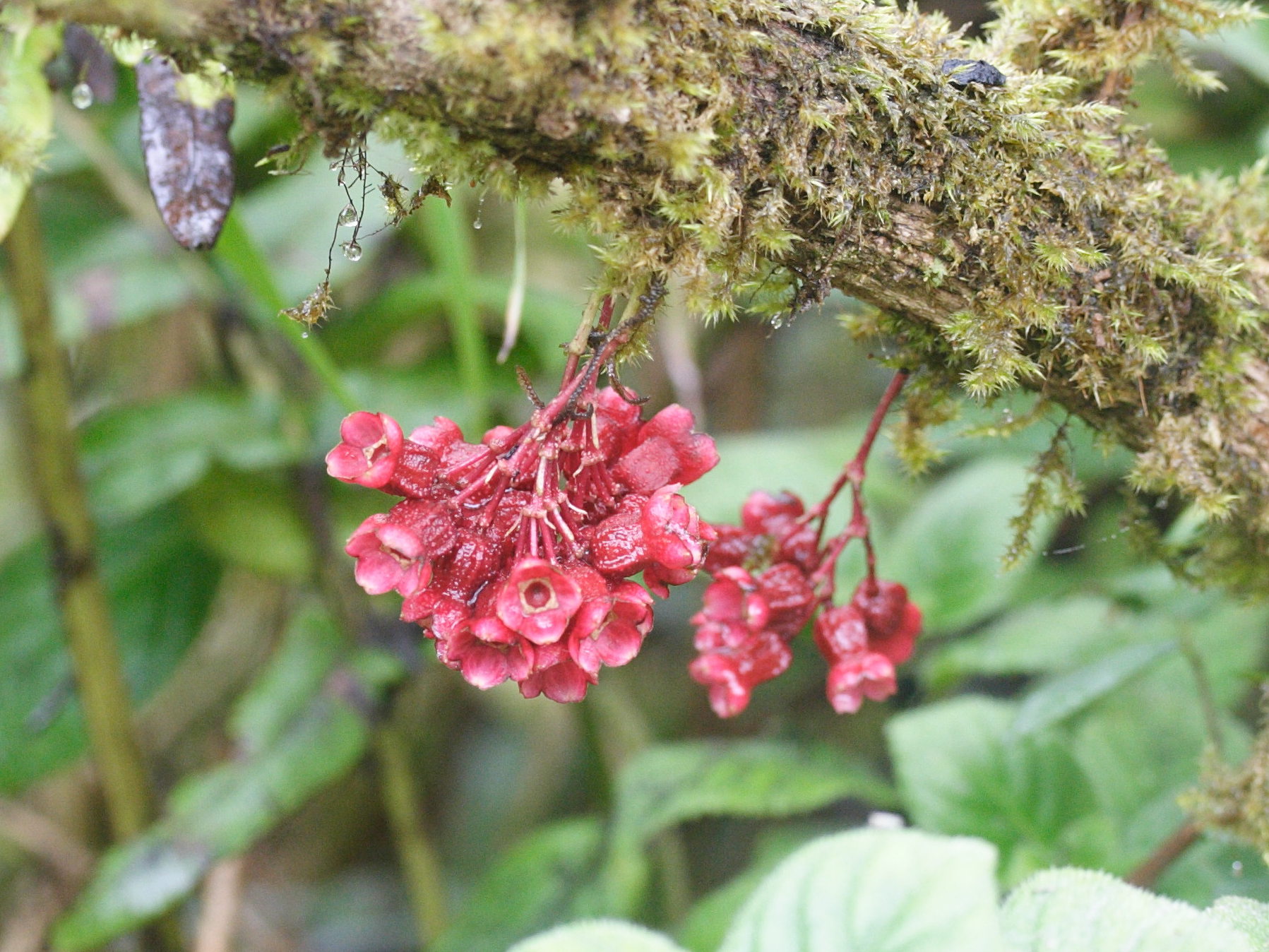 charianthus_nodosus1md