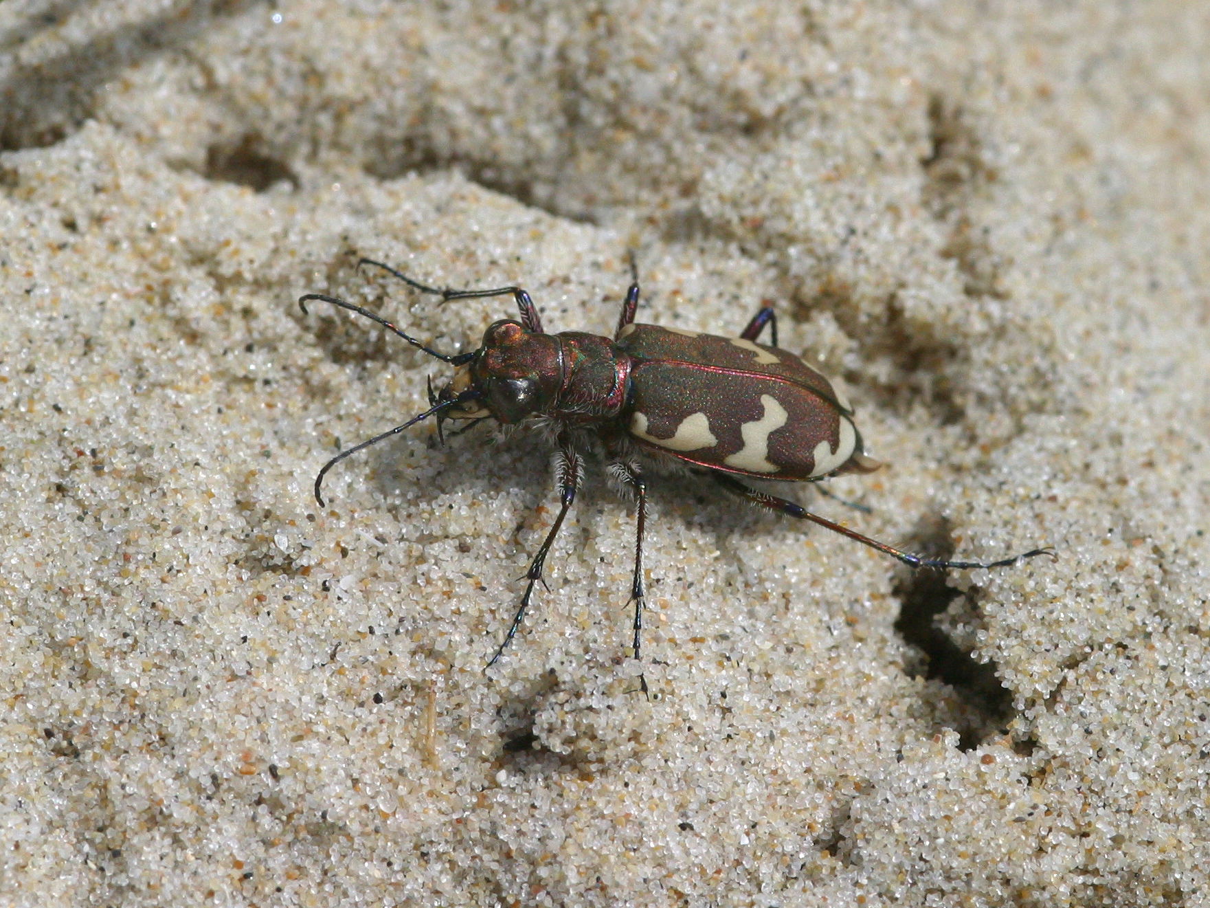 cicindela_maritima3bd