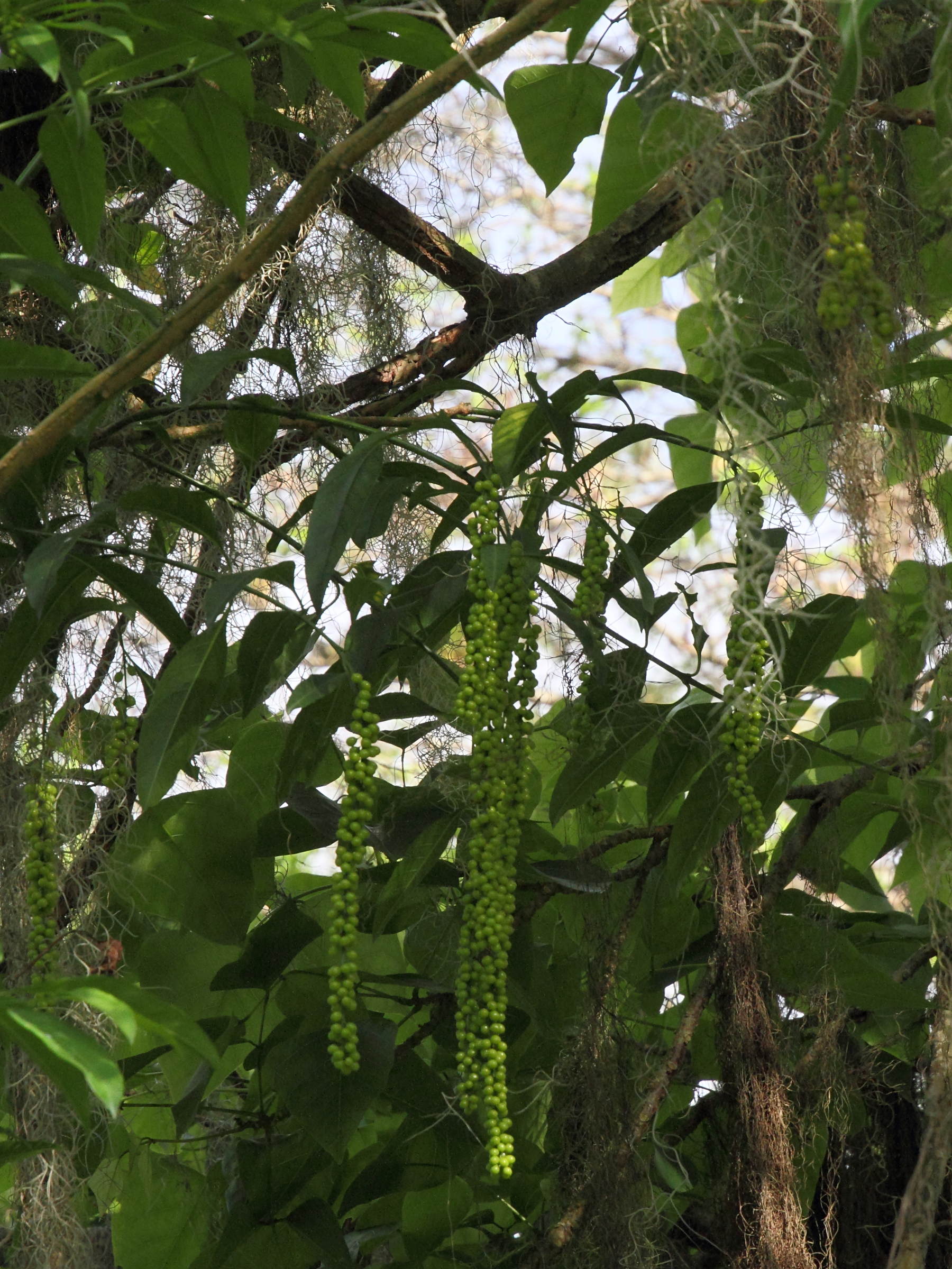 Citharexylum_donnell-smithii