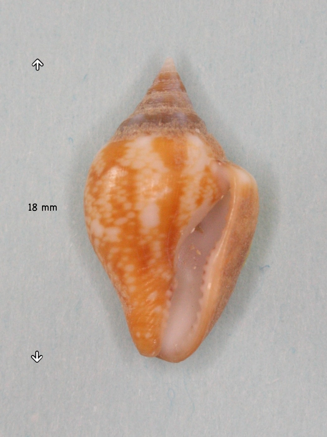 columbella_rustica4md