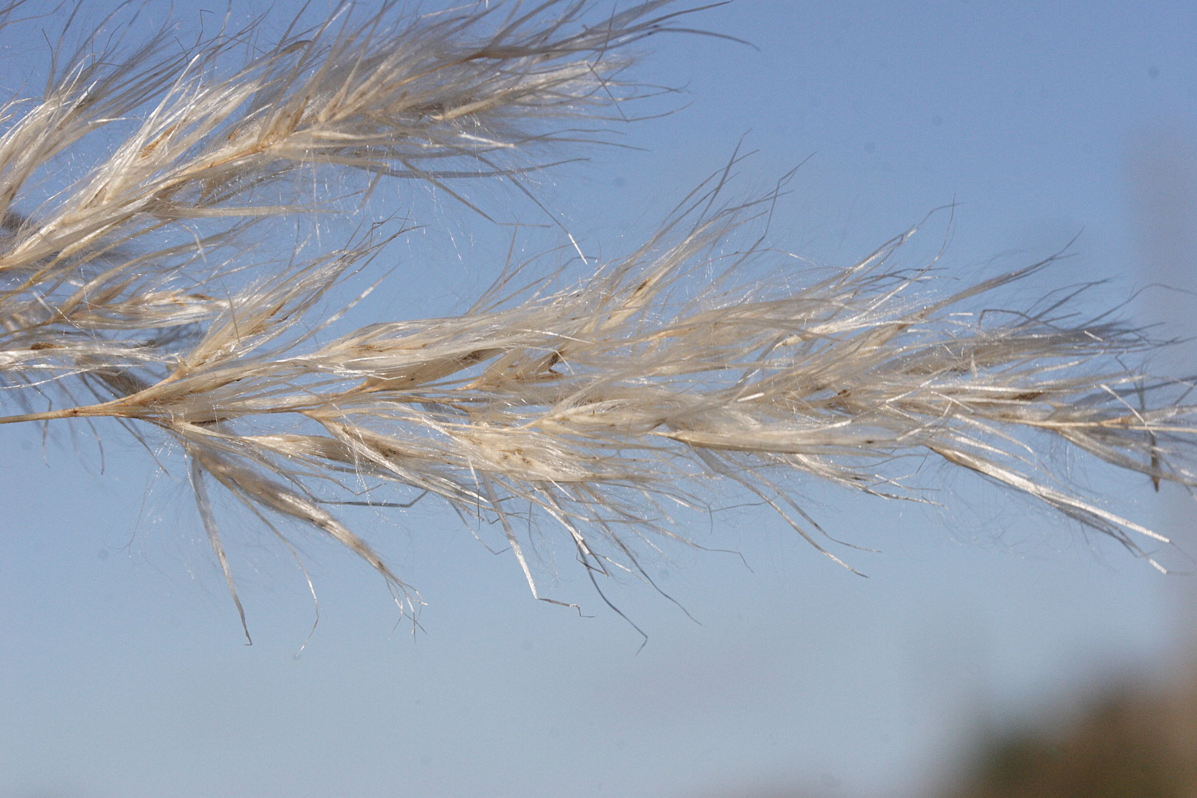 cortaderia_selloana5md